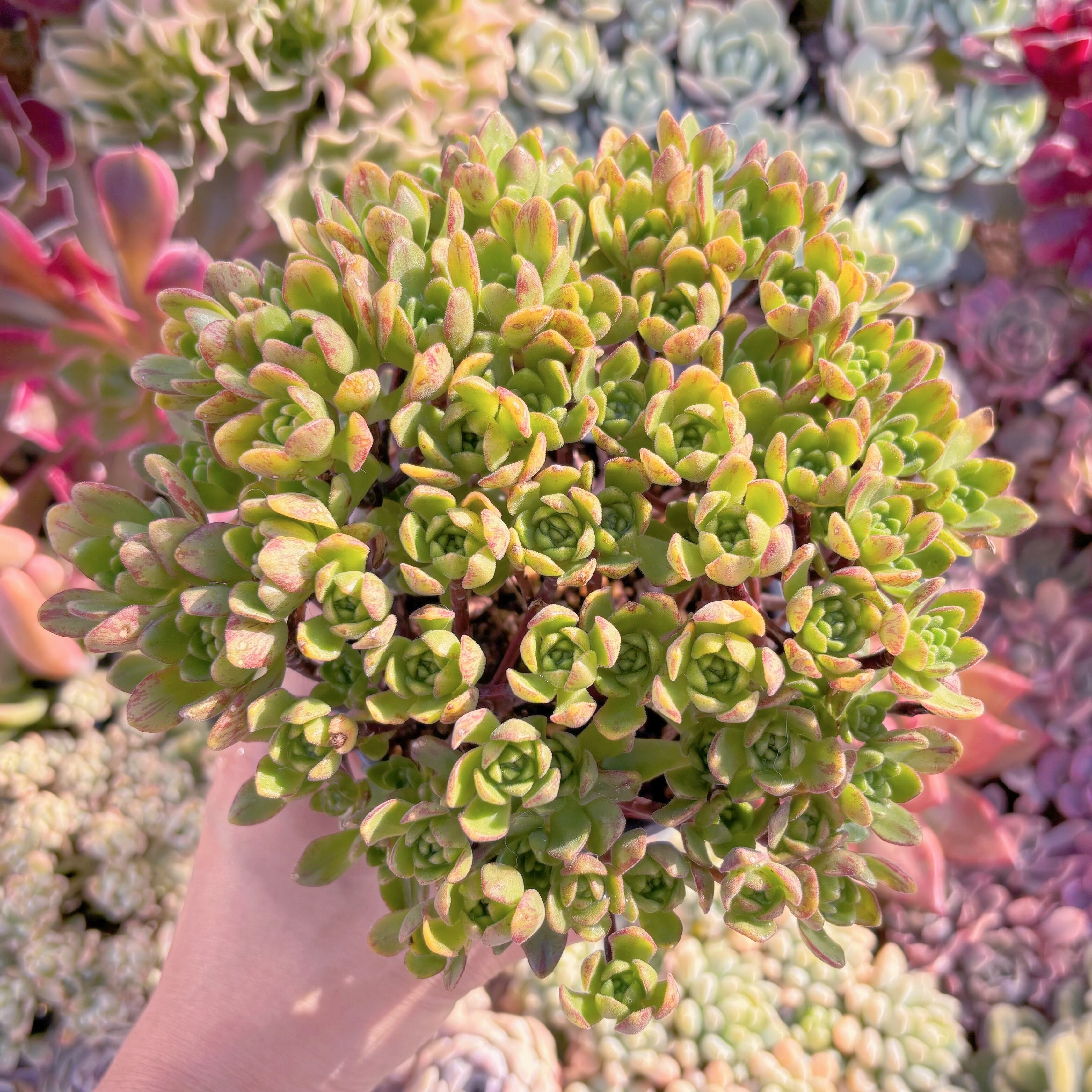 現品　little fox#560　大群生　新入荷　るる農園