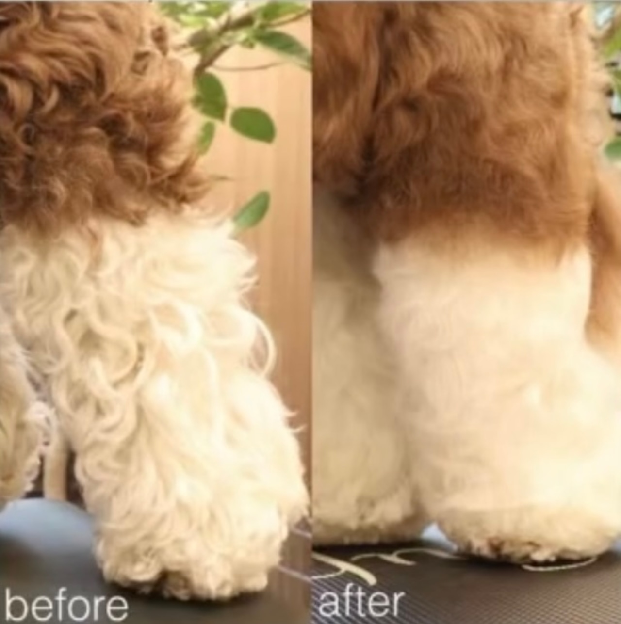 ワタガシのようなサロン仕上がりを実現ブラッシングスプレー