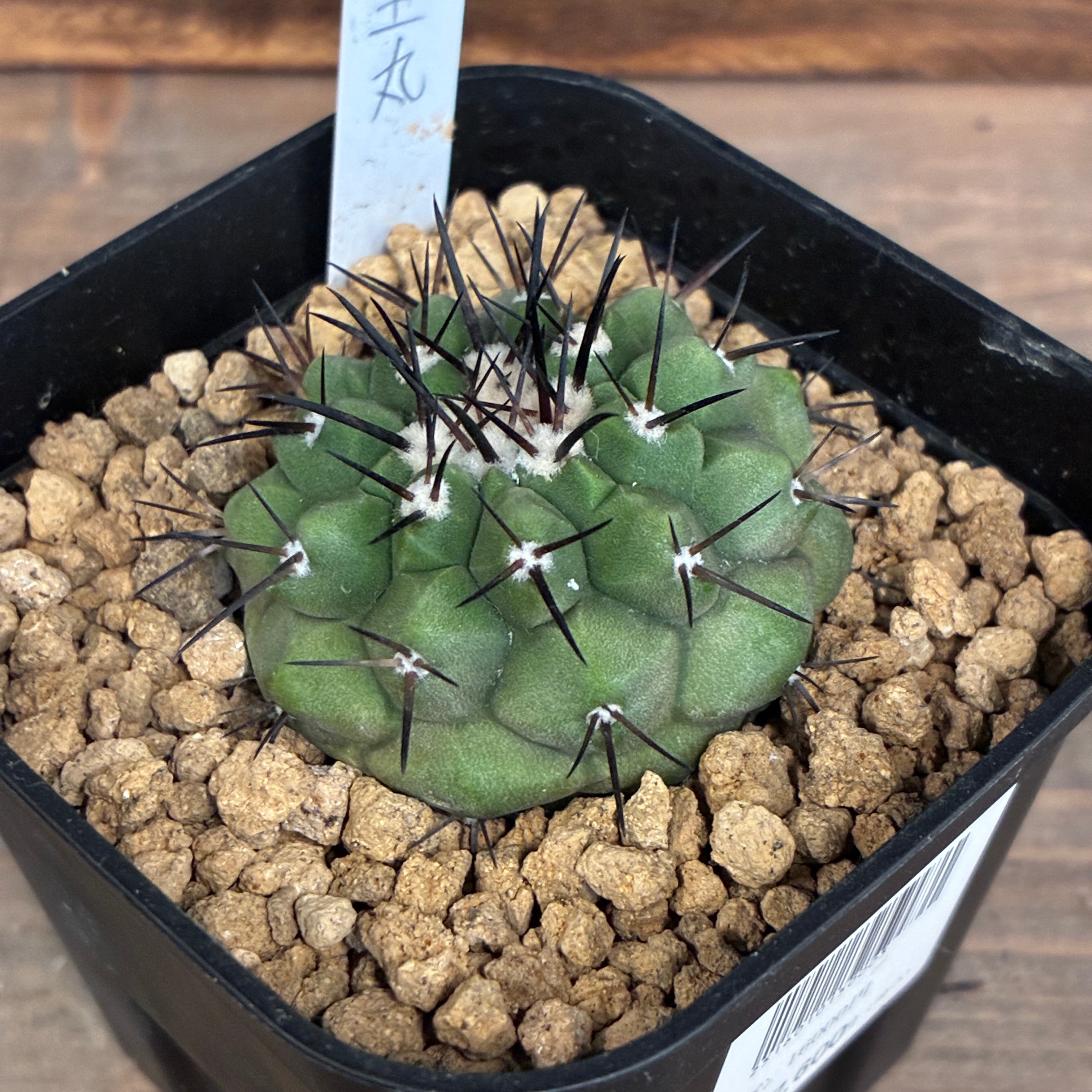クリアランス】【Copiapoa】サボテン コピアポア 黒王丸実生【790