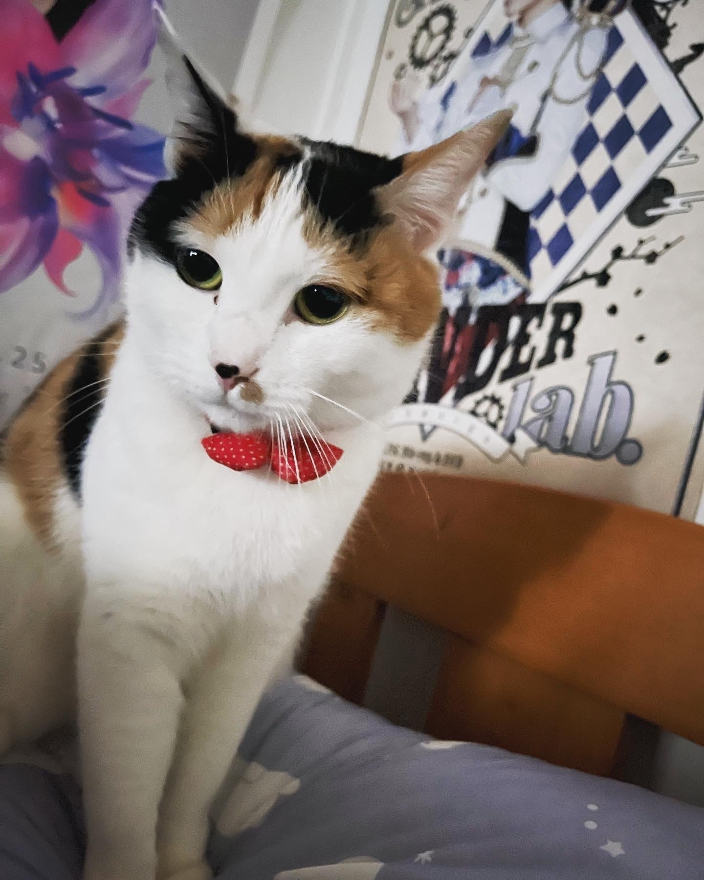 猫ちゃんに支援するにゃん！ | rie81