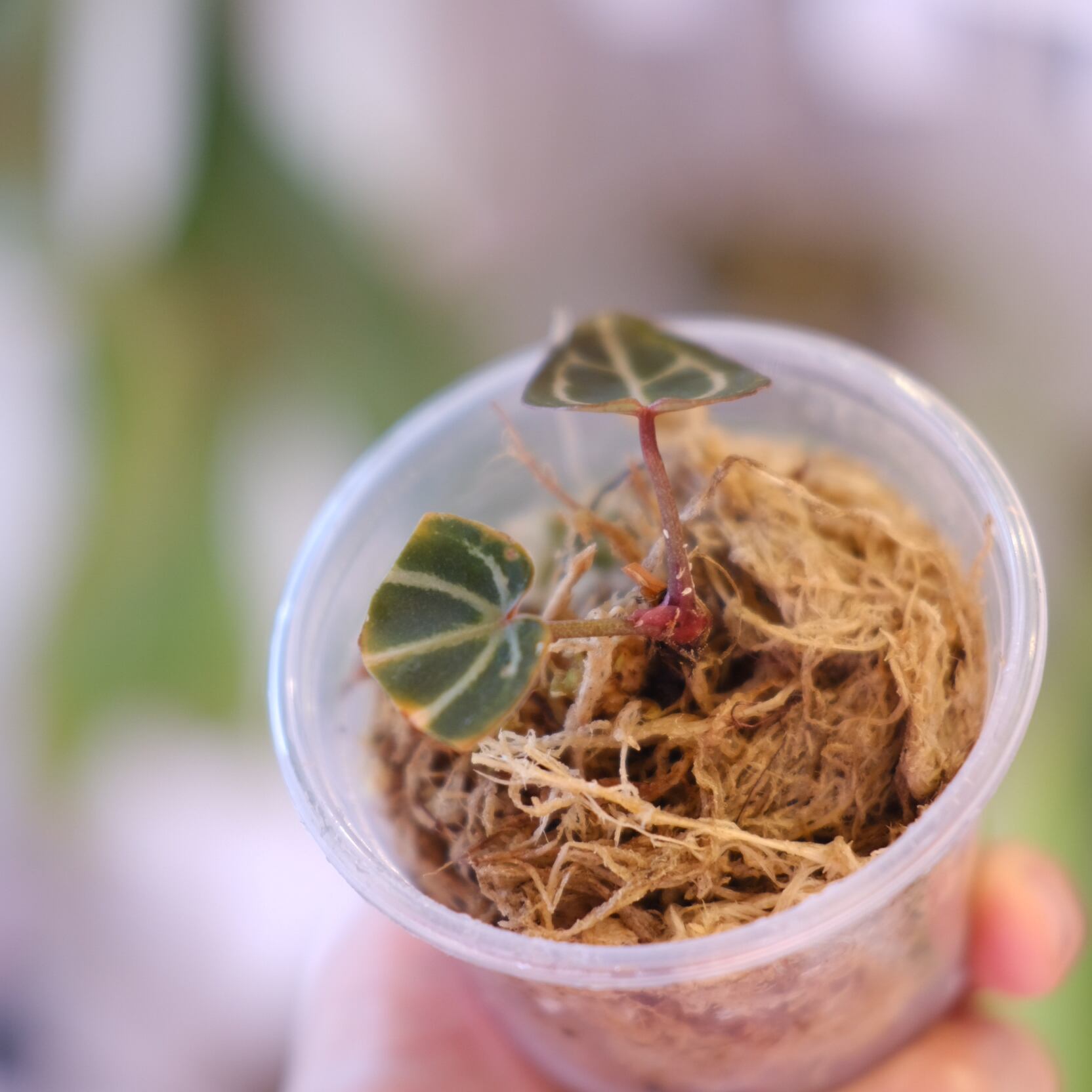 Anthurium Dark and Handsome 4 × Anthurium RVC24｜アンスリウム