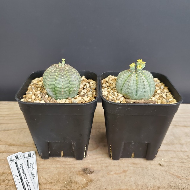 【ノーマル SSペアセット】 Euphorbia Obesa ユーフォルビア オベサ 木質化