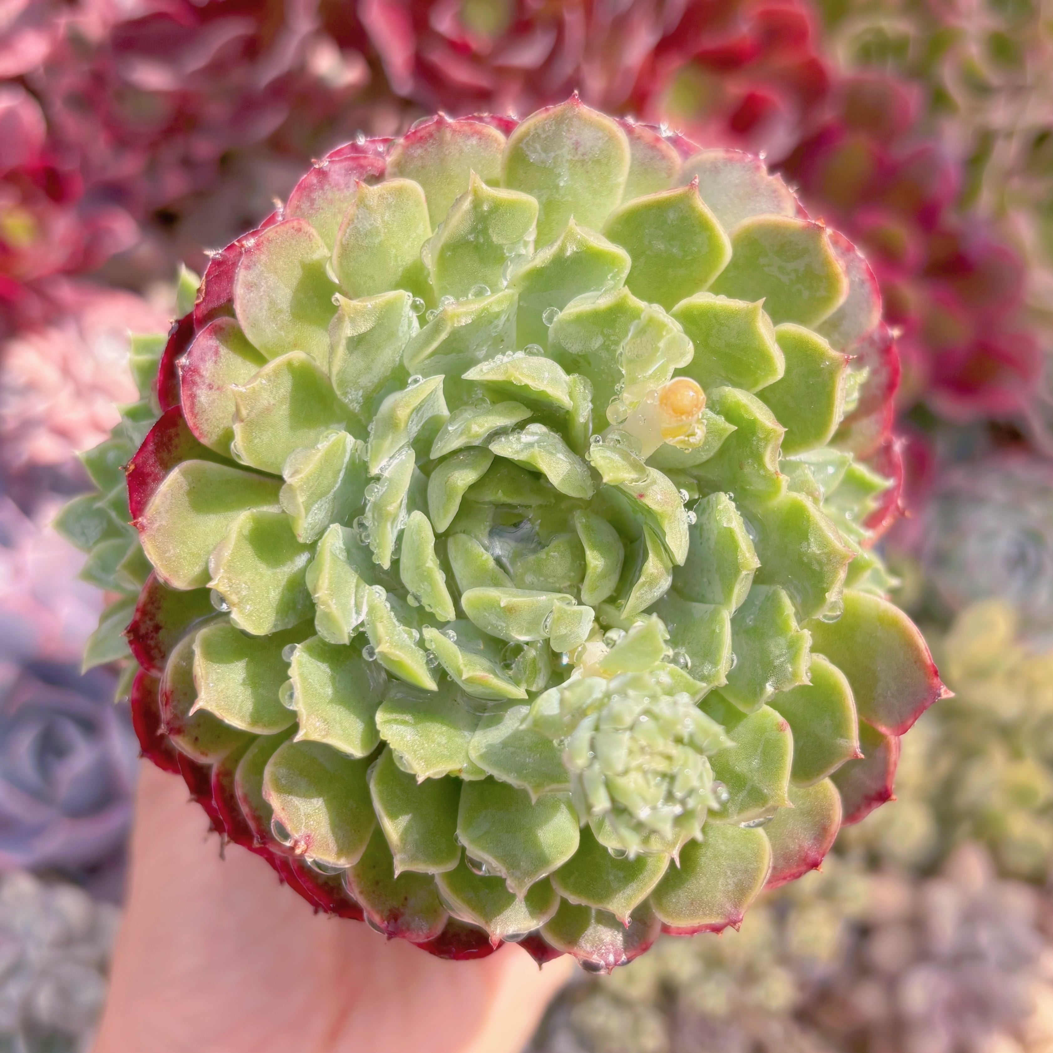 現品　朱砂痣#B50　大苗　るる農園