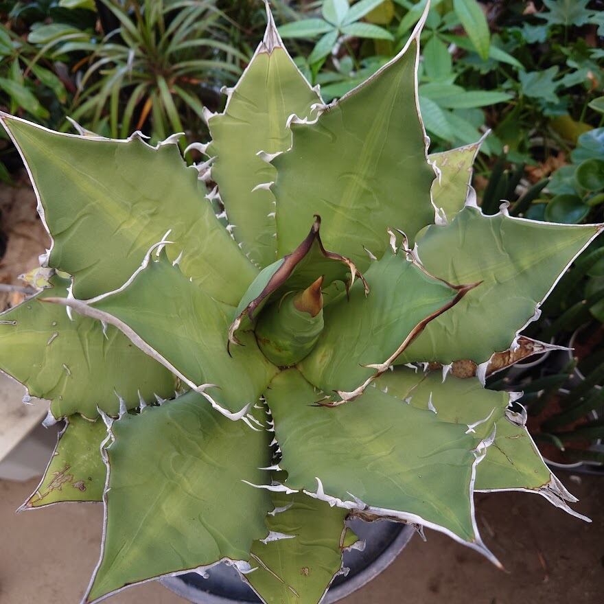 アガベ チタノタ オアハカ Agave titanota Oaxaca 8