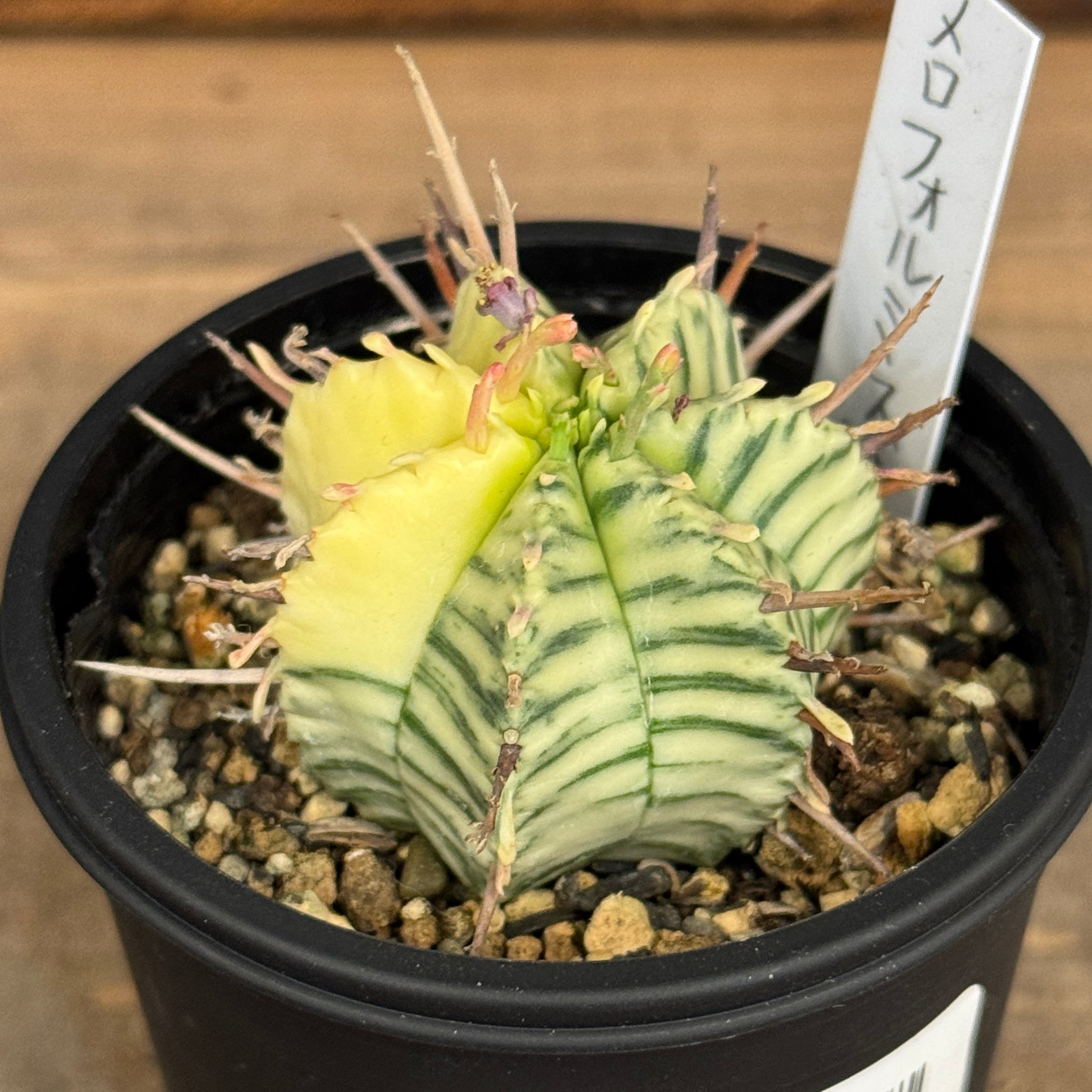 ユーフォルビア メロフォルミス錦【108】 | PROTOLEAF プロトリーフ