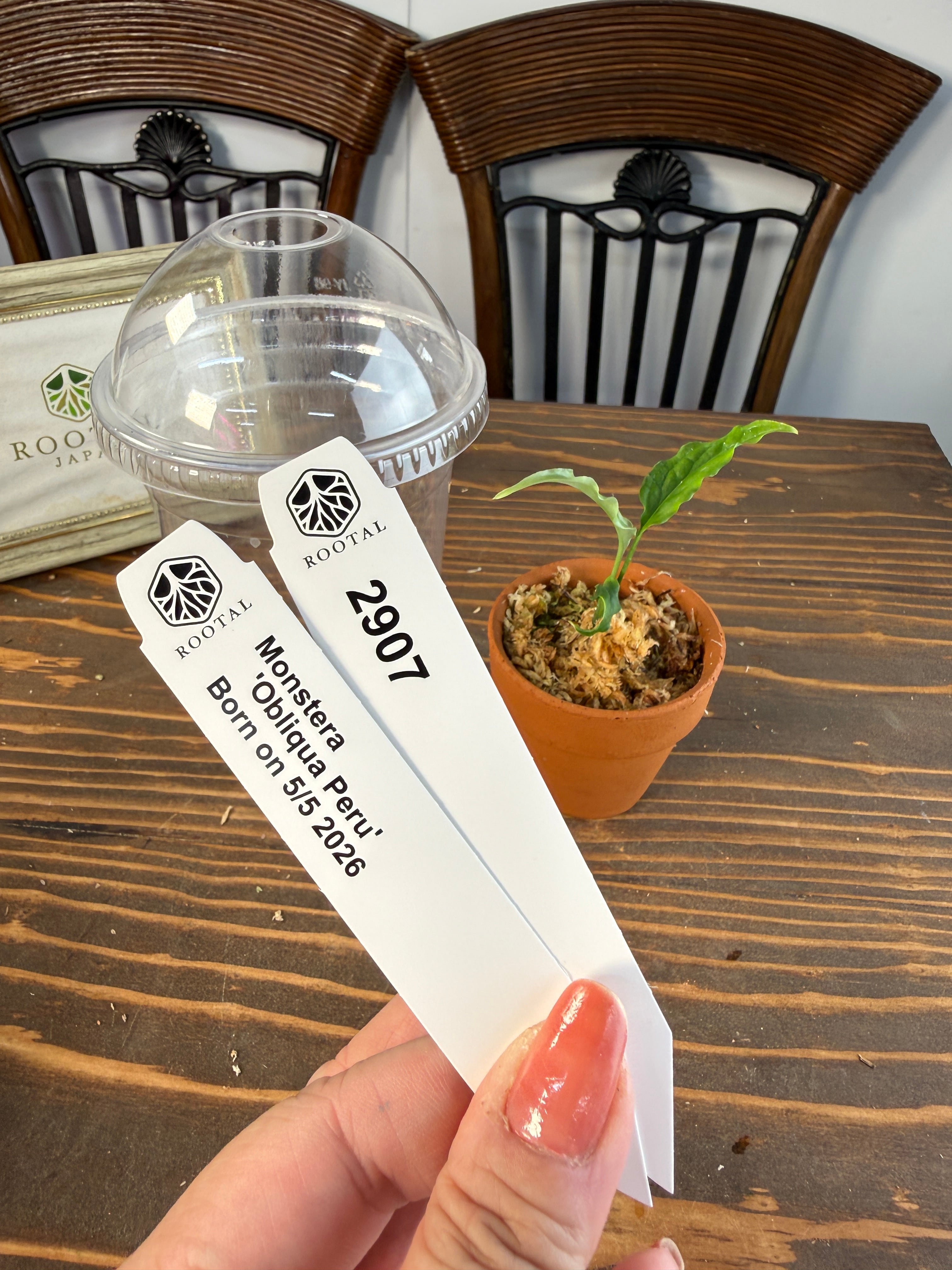 モンステラ | ROOTALPLANTS