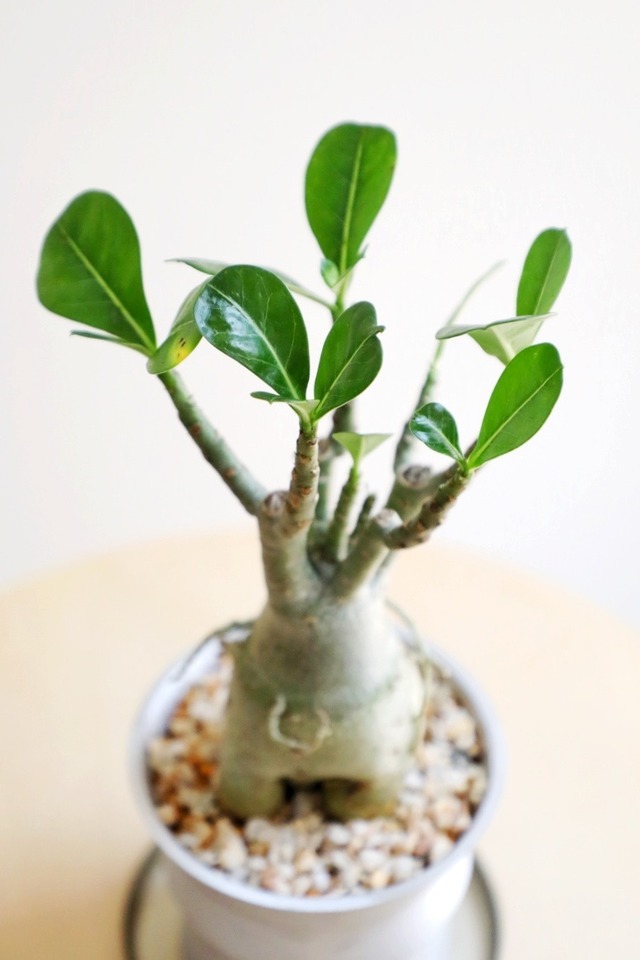 【S】アデニウム アラビカム/Adenium arabicum