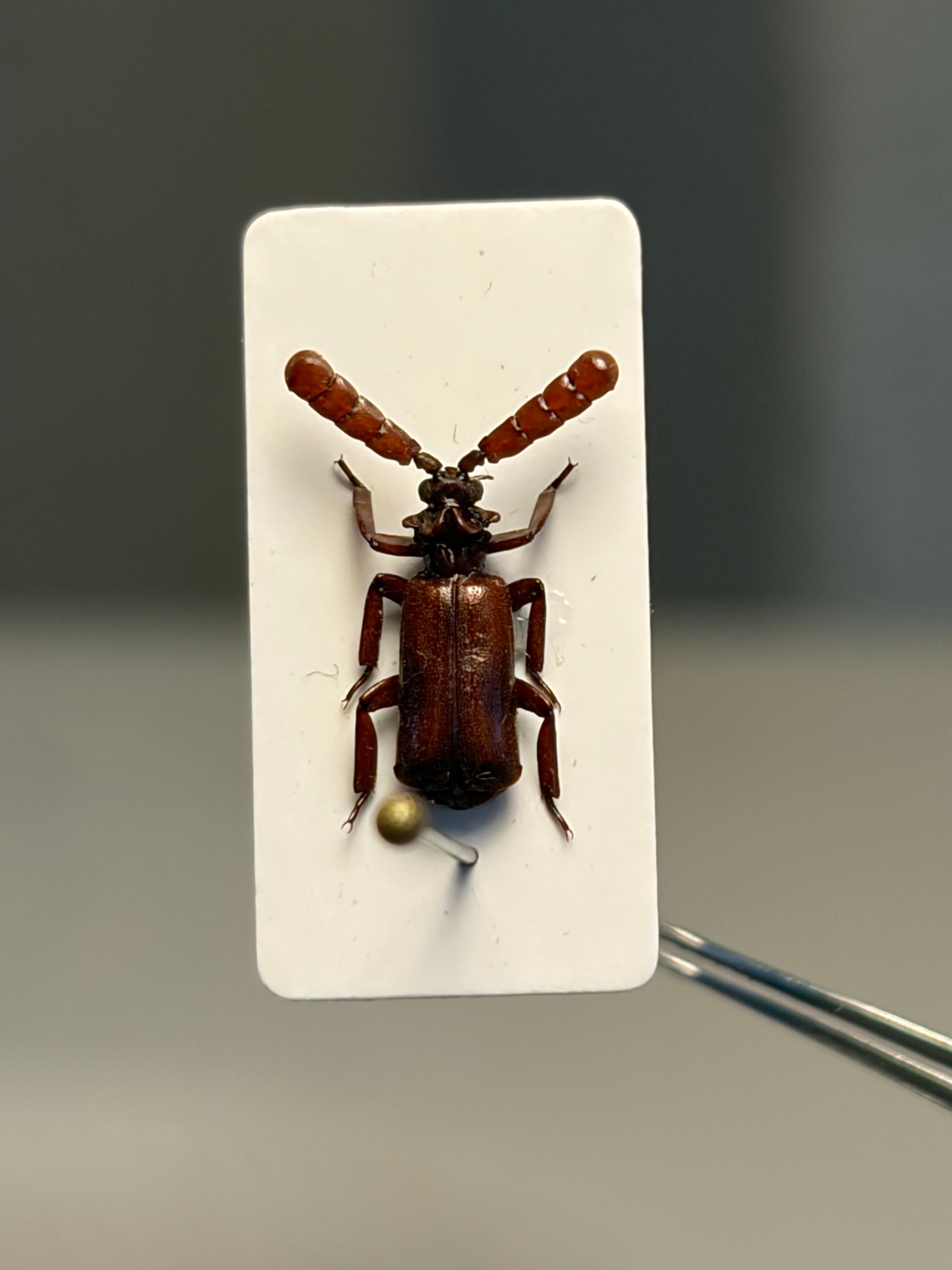 【12mm】ザンビアのヒゲブトオサムシの一種 標本 とんでもない甲虫ゴミムシマイ 12mm】ザンビアのヒゲブトオサムシの一種 標本 とんでもない甲虫