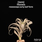 【送料無料】roseoscapa Curly Leaf form〔エアプランツ〕現品発送T5374