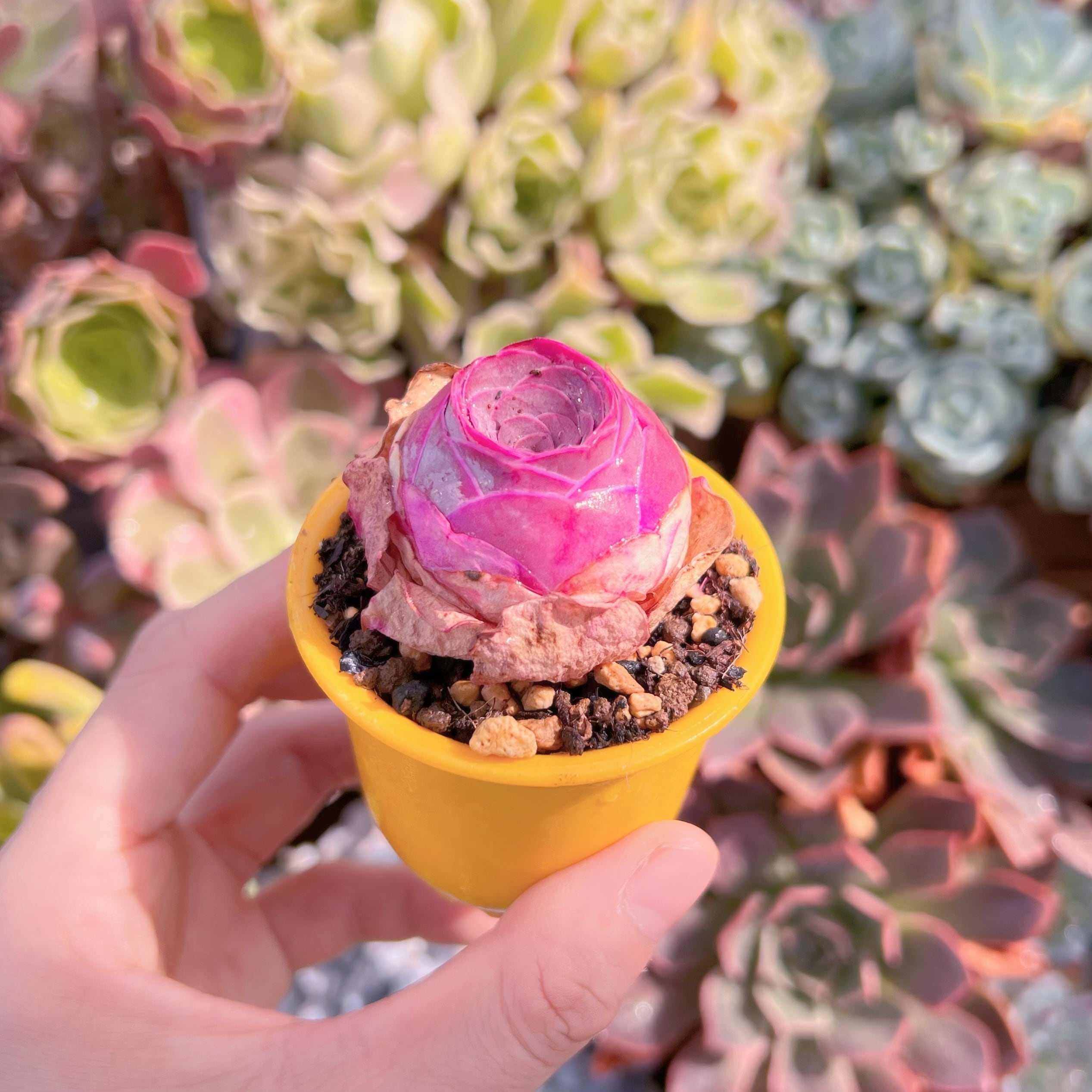 68 ゆぅ様専用多肉植物販売会