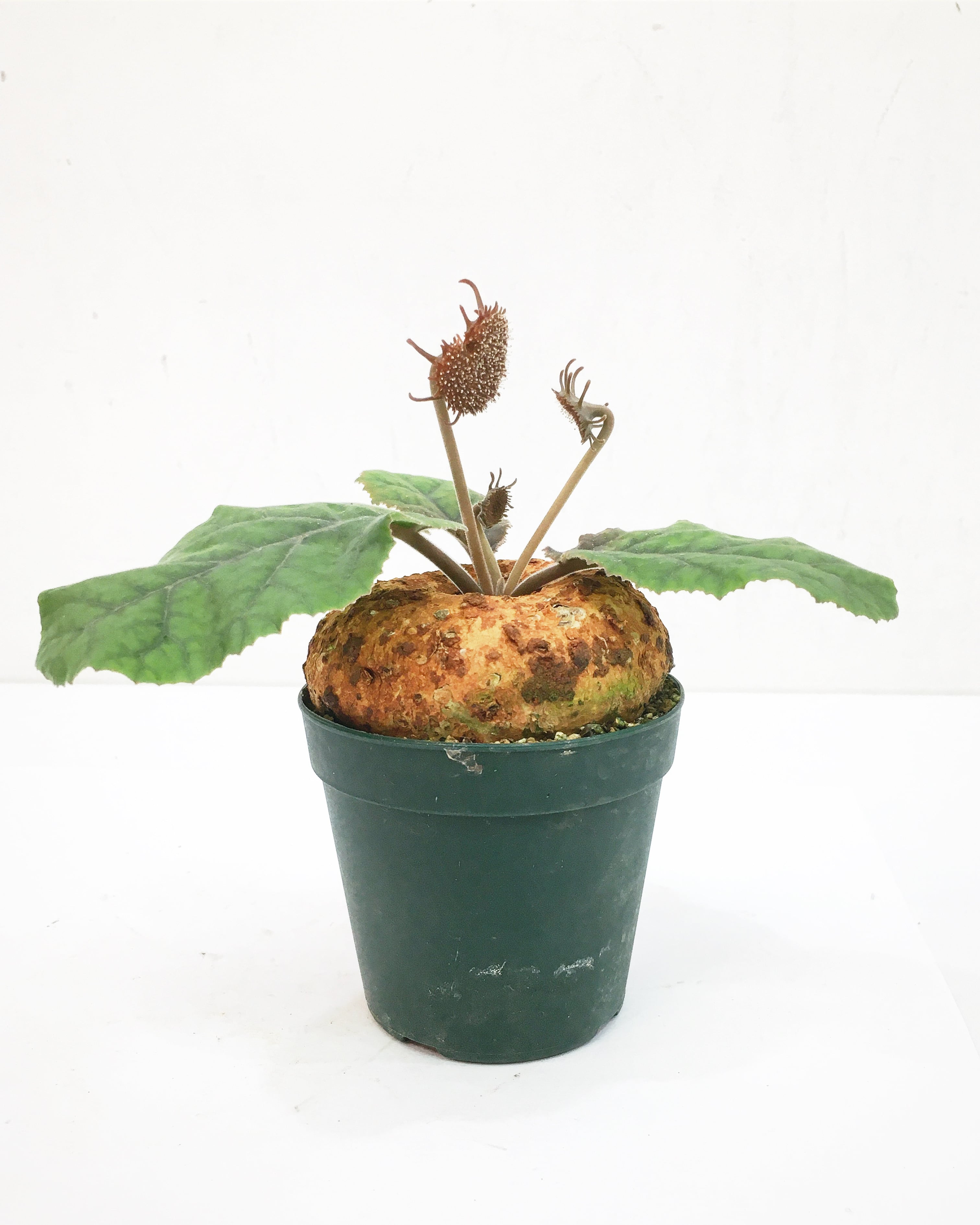 ドルステニア エレンベッキアーナ Dorstenia ellenbeckiana 20230905  