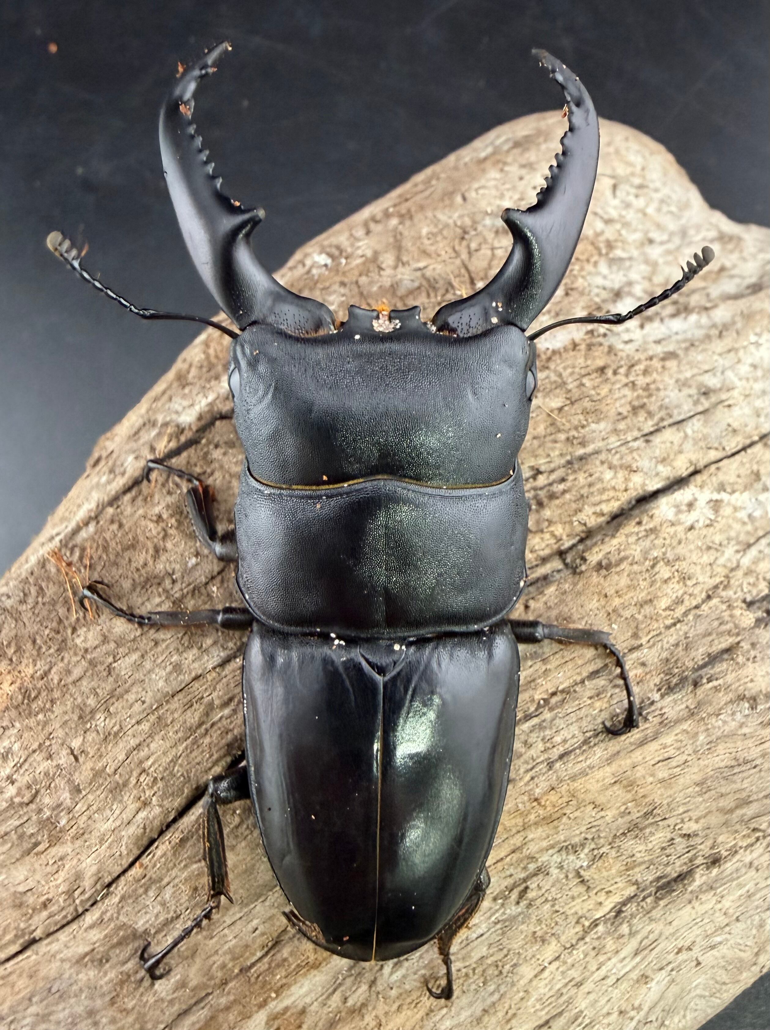 WD】《ベトナムヒラタ ラオス産 76mm ♂単》 | KPW公式オンラインショップ