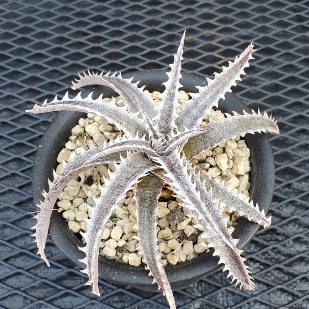 F00357_Dyckia 'Kazaguruma' F2 (NNN-KZF2-001)：ディッキア