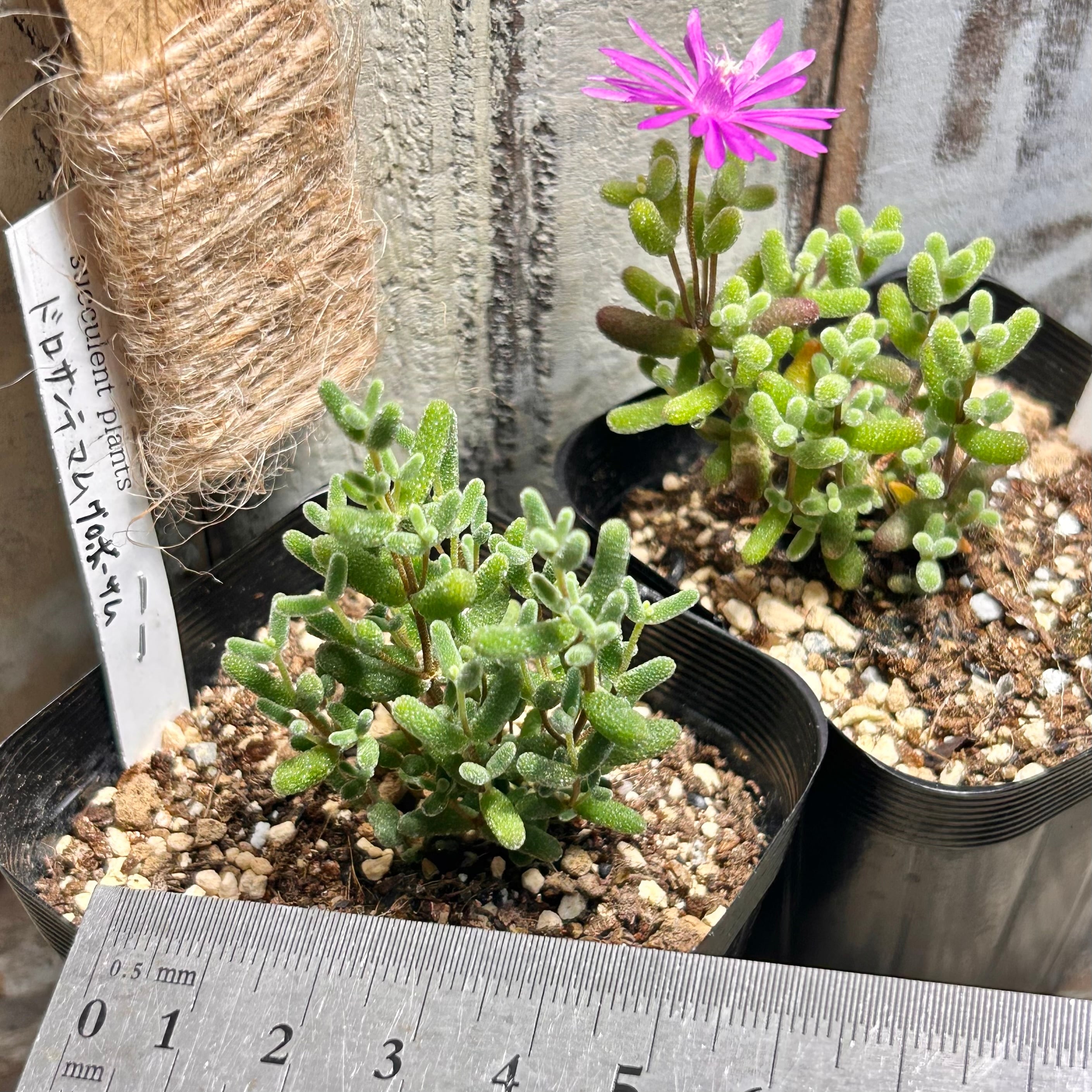 グロボーサム ドロサンテマム | RuPo 多肉植物専門店