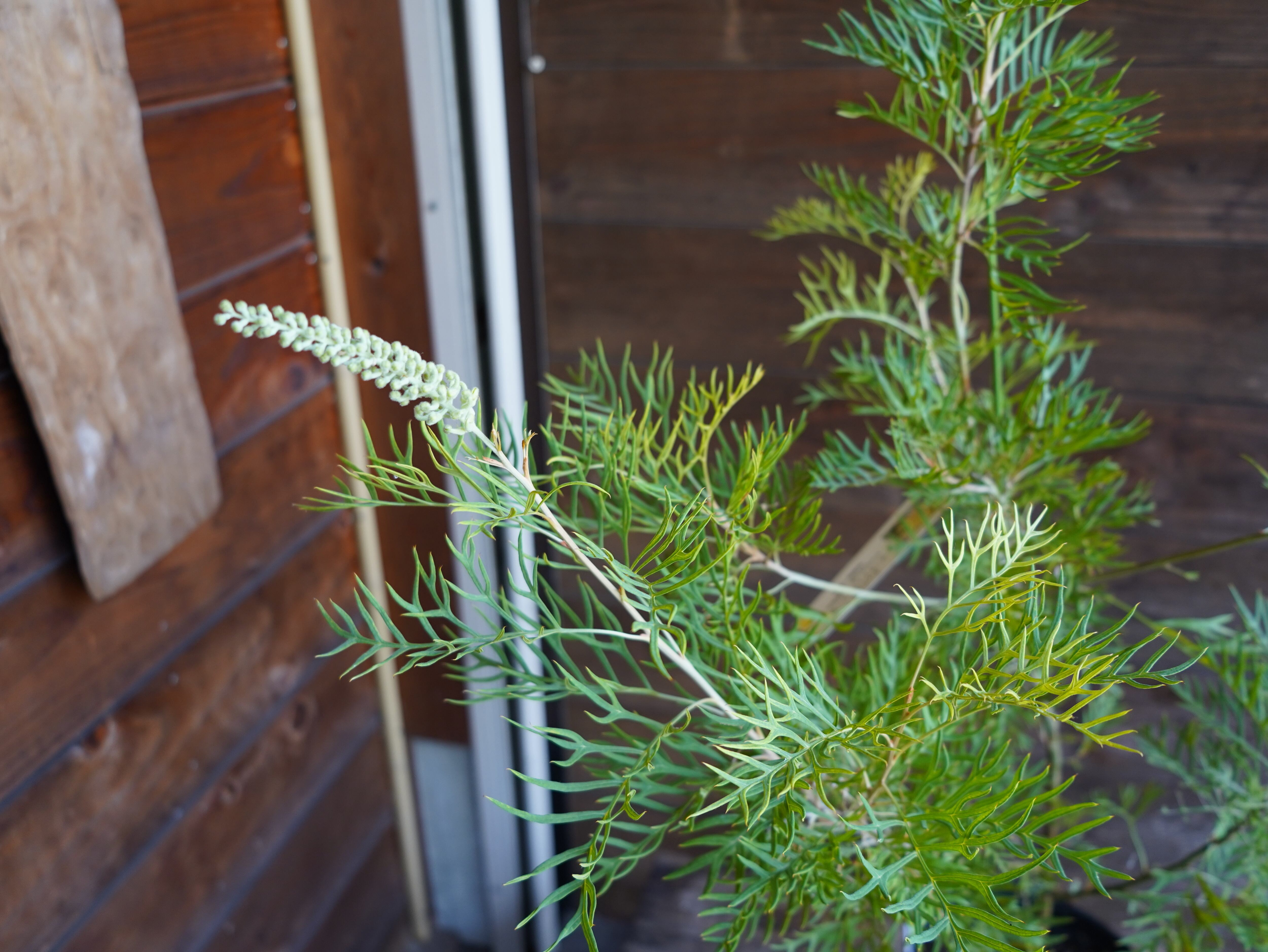 【現物】グレビレア ”ピーチアンドクリーム” B