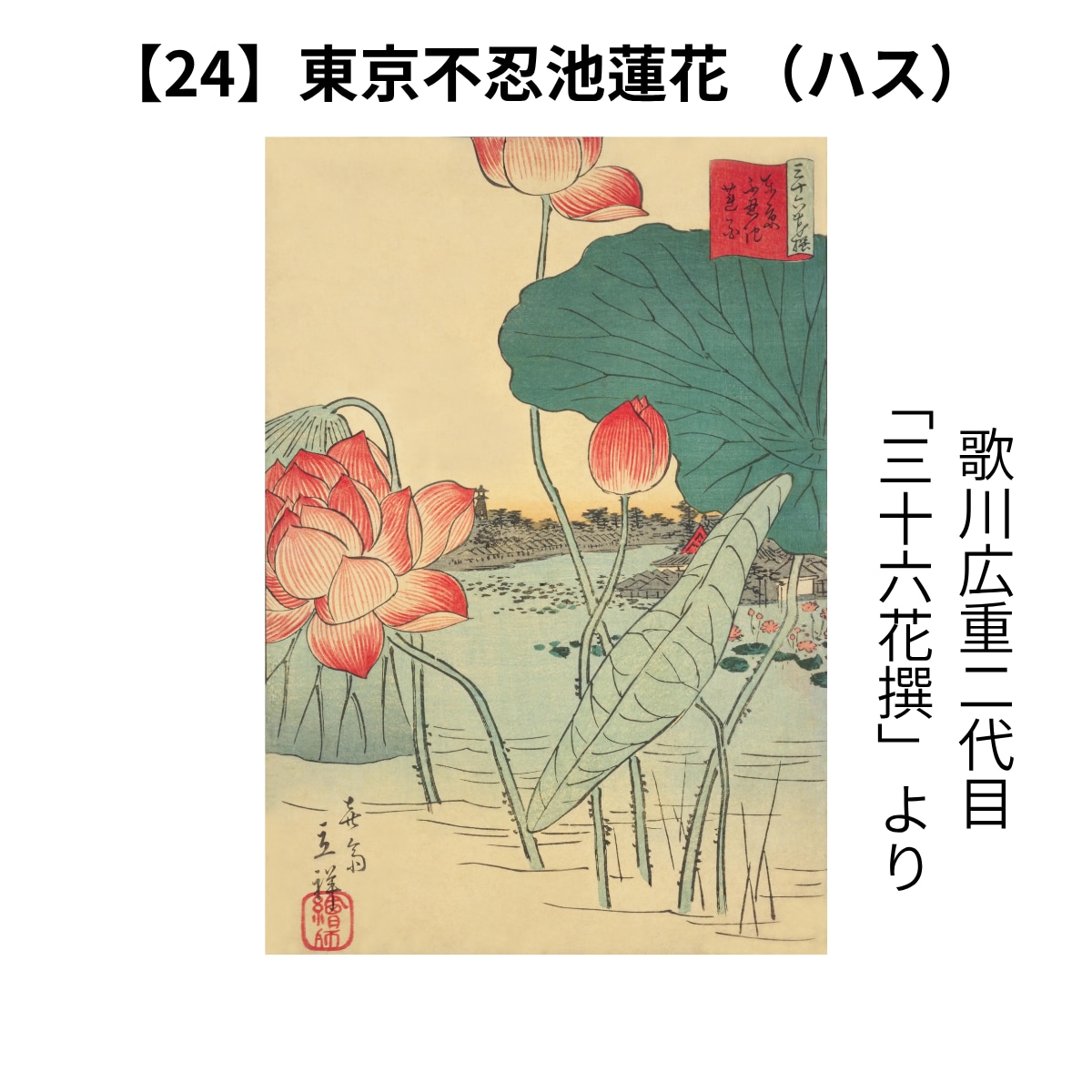 暑中見舞いにも】浮世絵ポストカード 作品No.24「東京不忍池蓮花」歌川