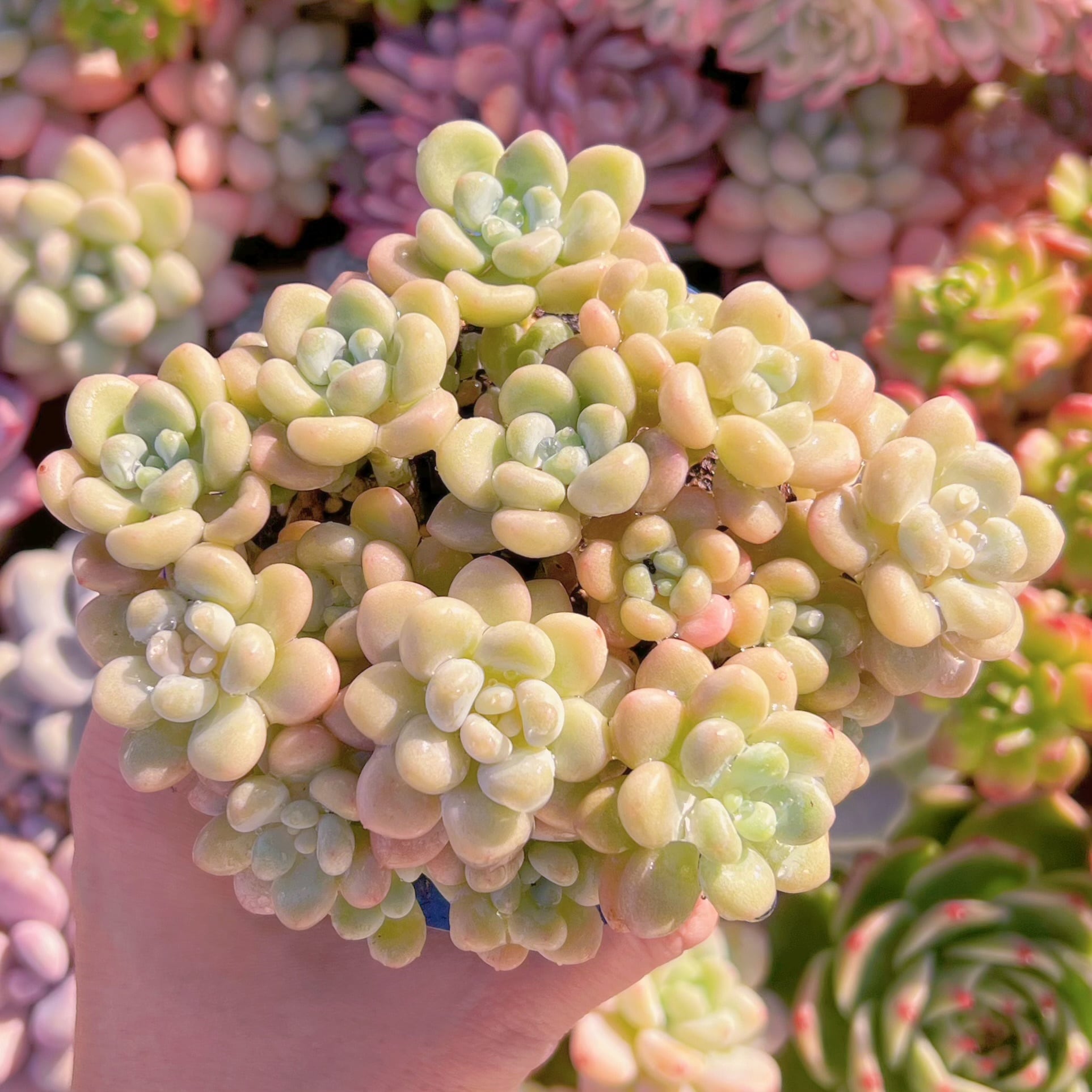 現品　チューインガム#670　るる農園