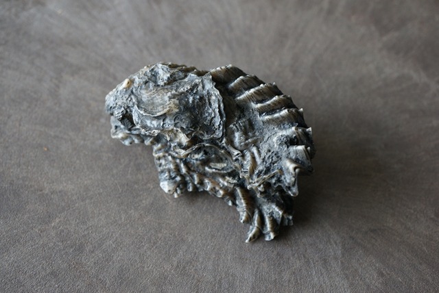 フランス産オイスター化石　Rastellum carinatum 926