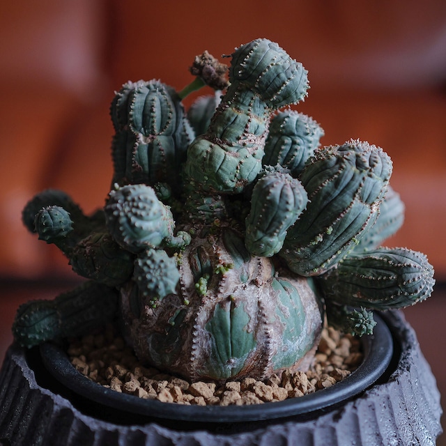 オス株【超厳選株】超大株 直径約15cm 異型 仔吹き まん丸 オベサ / ユーフォルビア