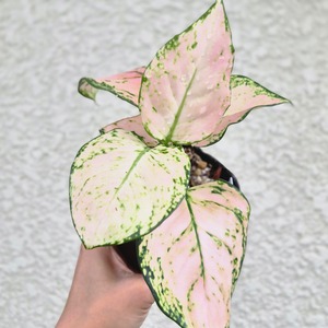 ②《Aglaonema Baby Pink》アグラオネマ ベビーピンク　観葉植物 ／ レッドリーフ／ポット発送