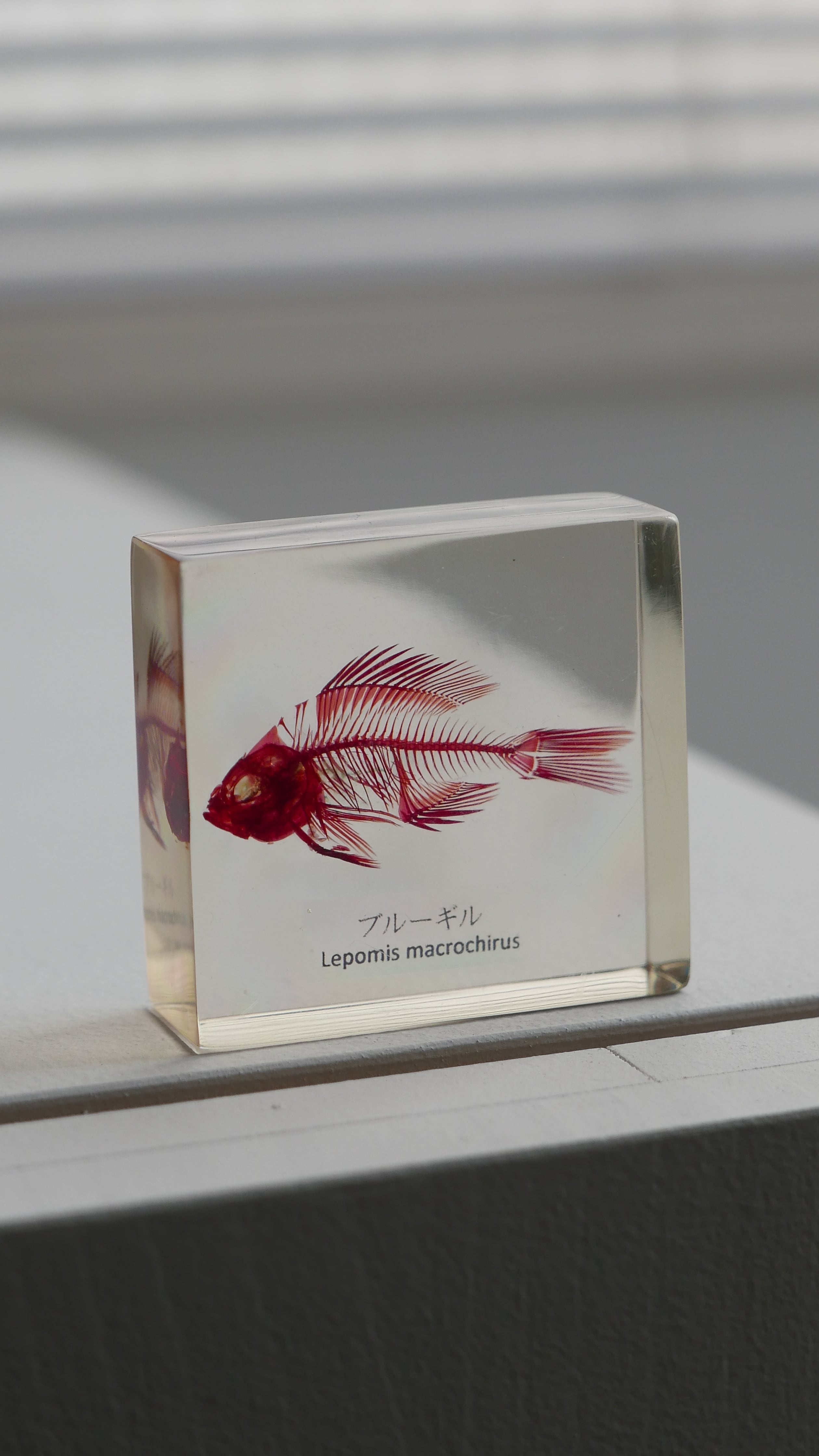 clear cube object , bluegill