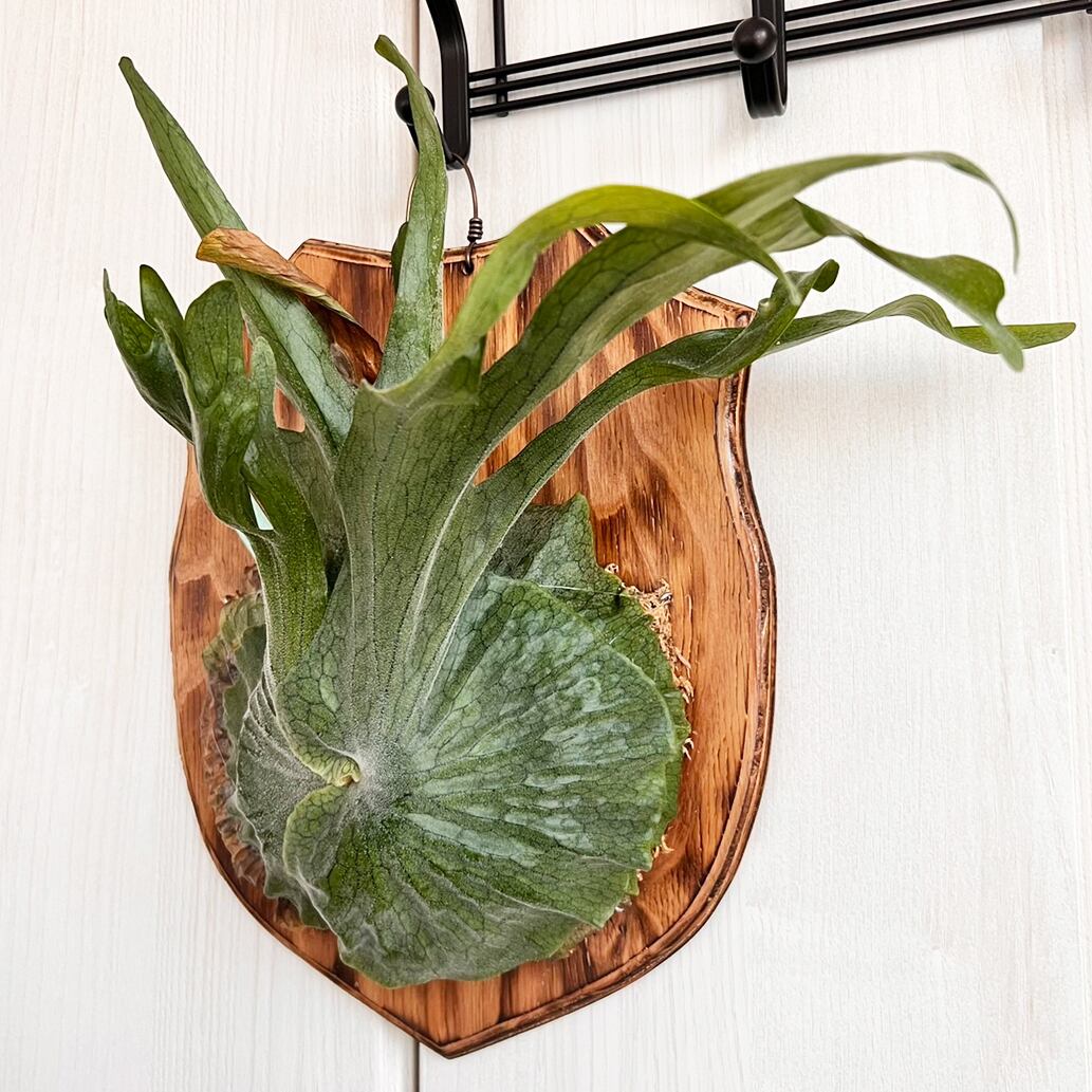 ビカクシダ グランデ 板付 【観葉植物 壁掛け コウモリラン