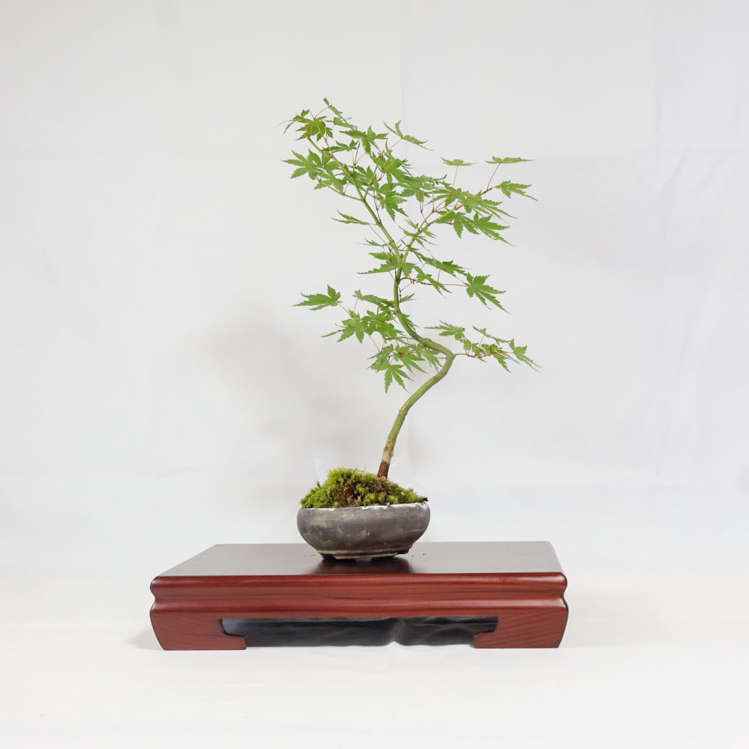 山もみじ／ヤマモミジ盆栽（NA-007） | 和の暮らし盆栽店 | 公式