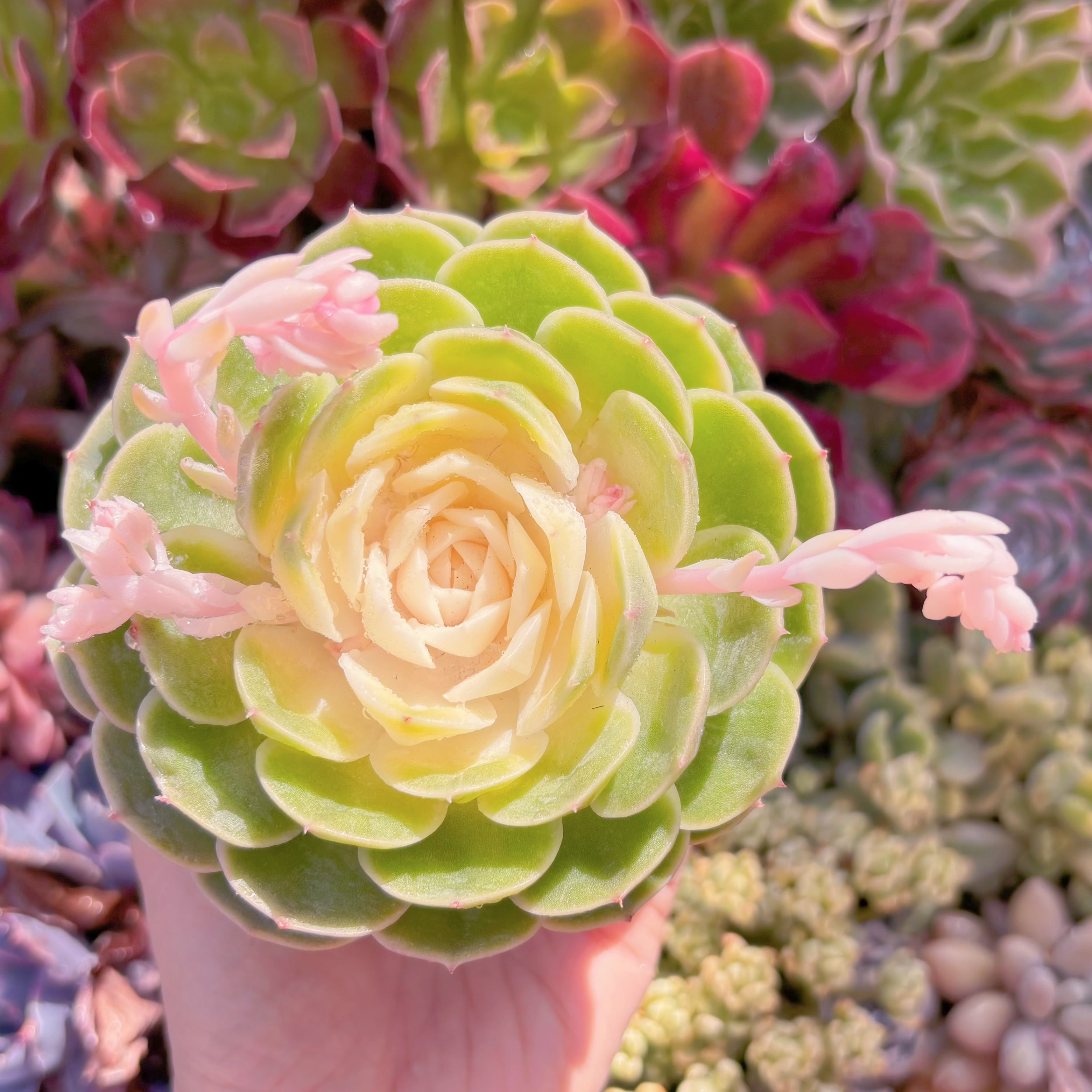 現品　オンスロー錦#532　大苗　るる農園