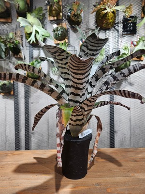 Aechmea chantinii Black Ice【artPLANTs/PLANTSGARAGE】エクメア/タンクブロメリア