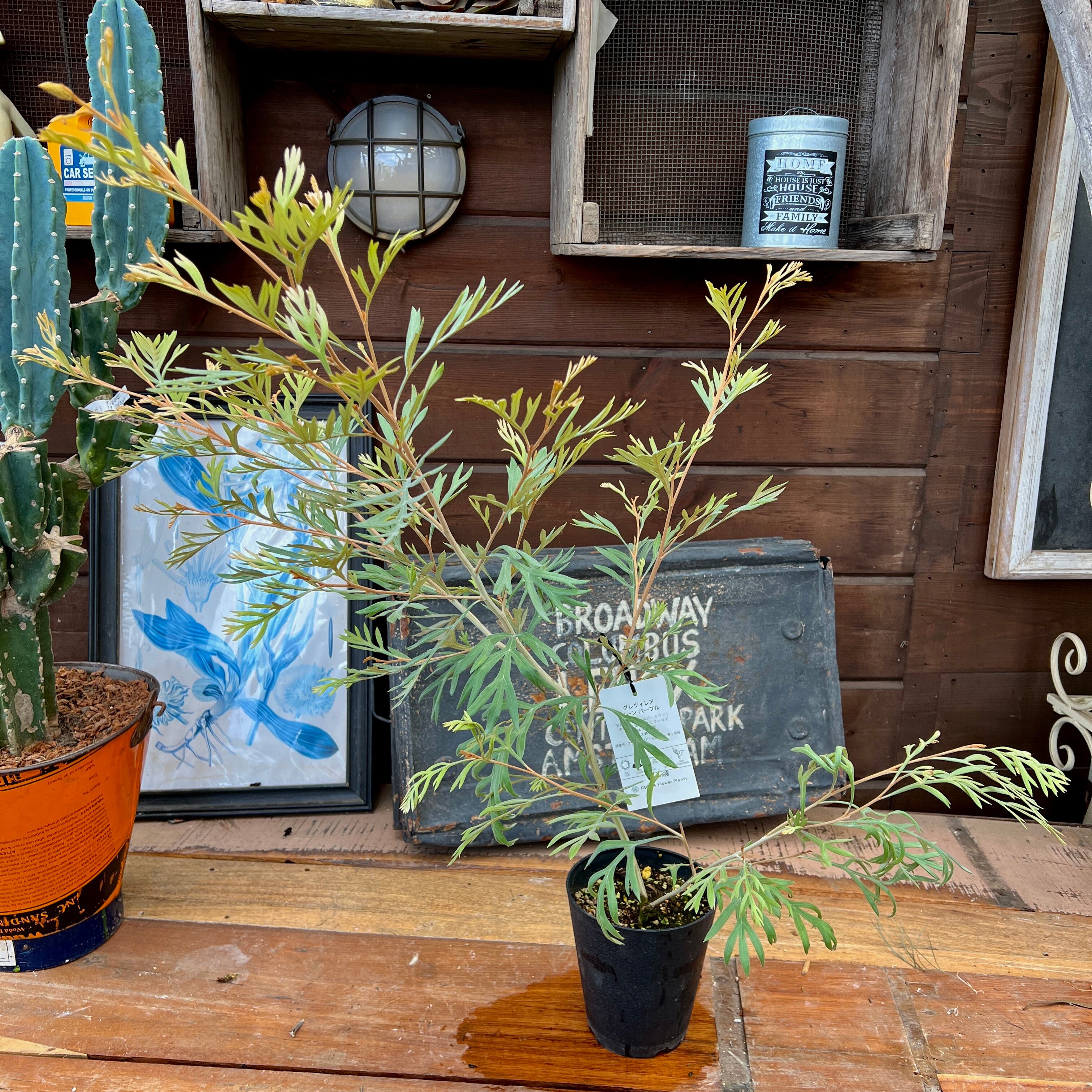 グレビレア ドーンパープル⑥ | 沼ノ上農園