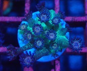 Goniopora BaliGlitter