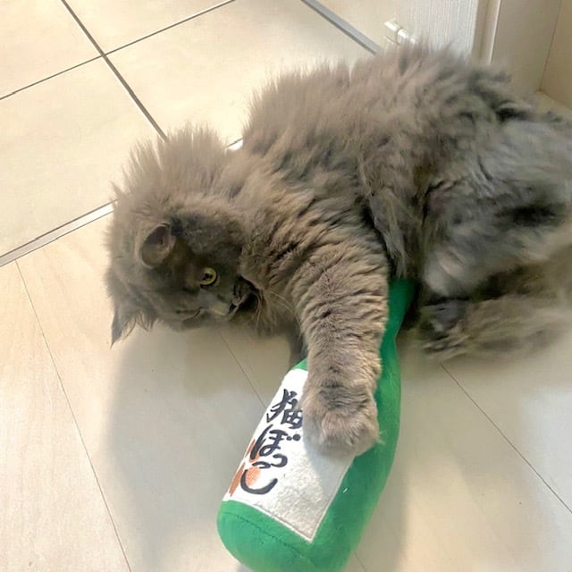 つめとぎギフトボックスおもちゃセット | necobokko store