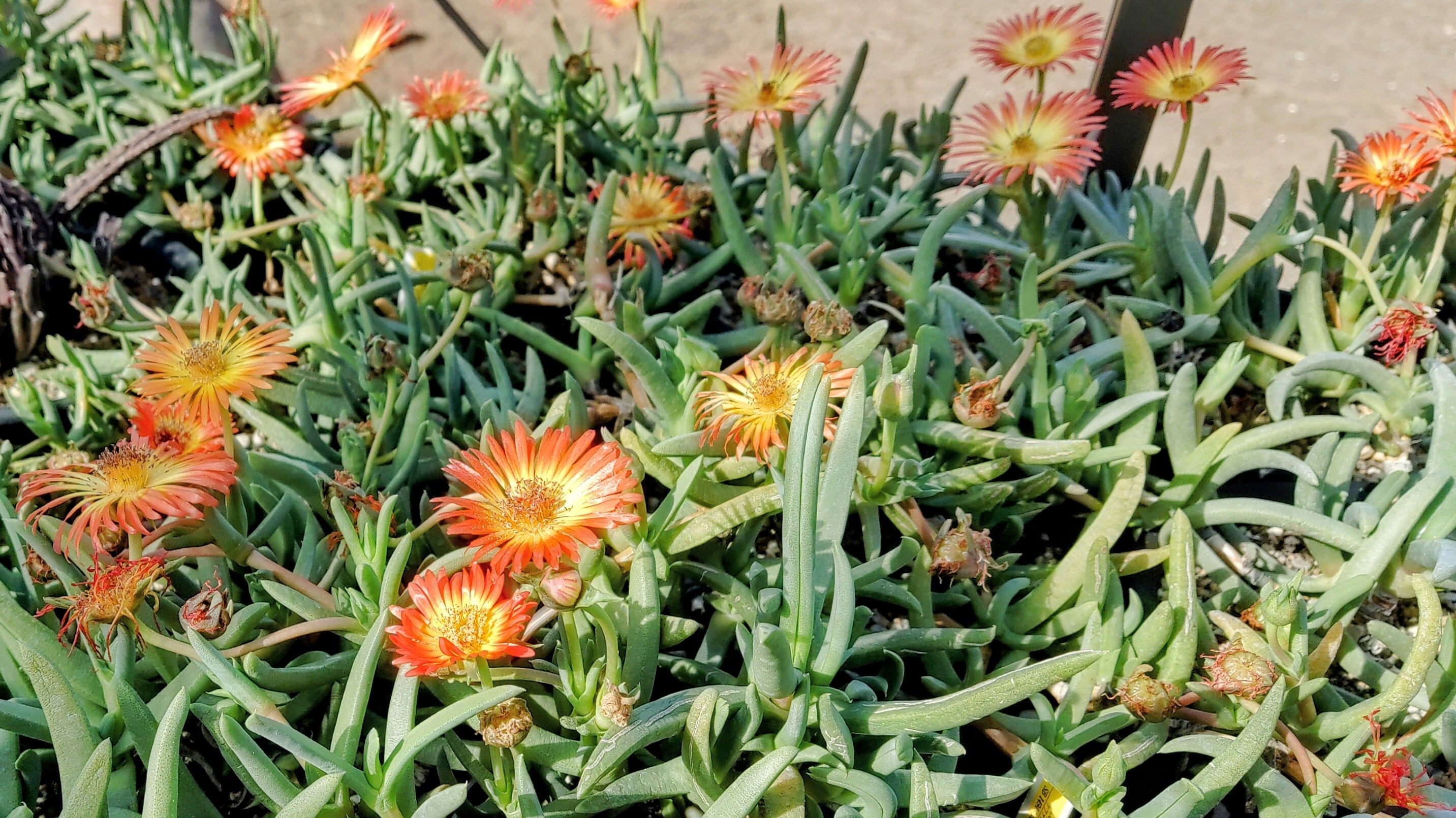 種子(少量パック)/30粒】Cephalophyllum sp. (SB 1494)/ケファロ