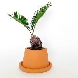 Terracotta plant pot FARM "HELLE10" 鉢カバー 底穴あり