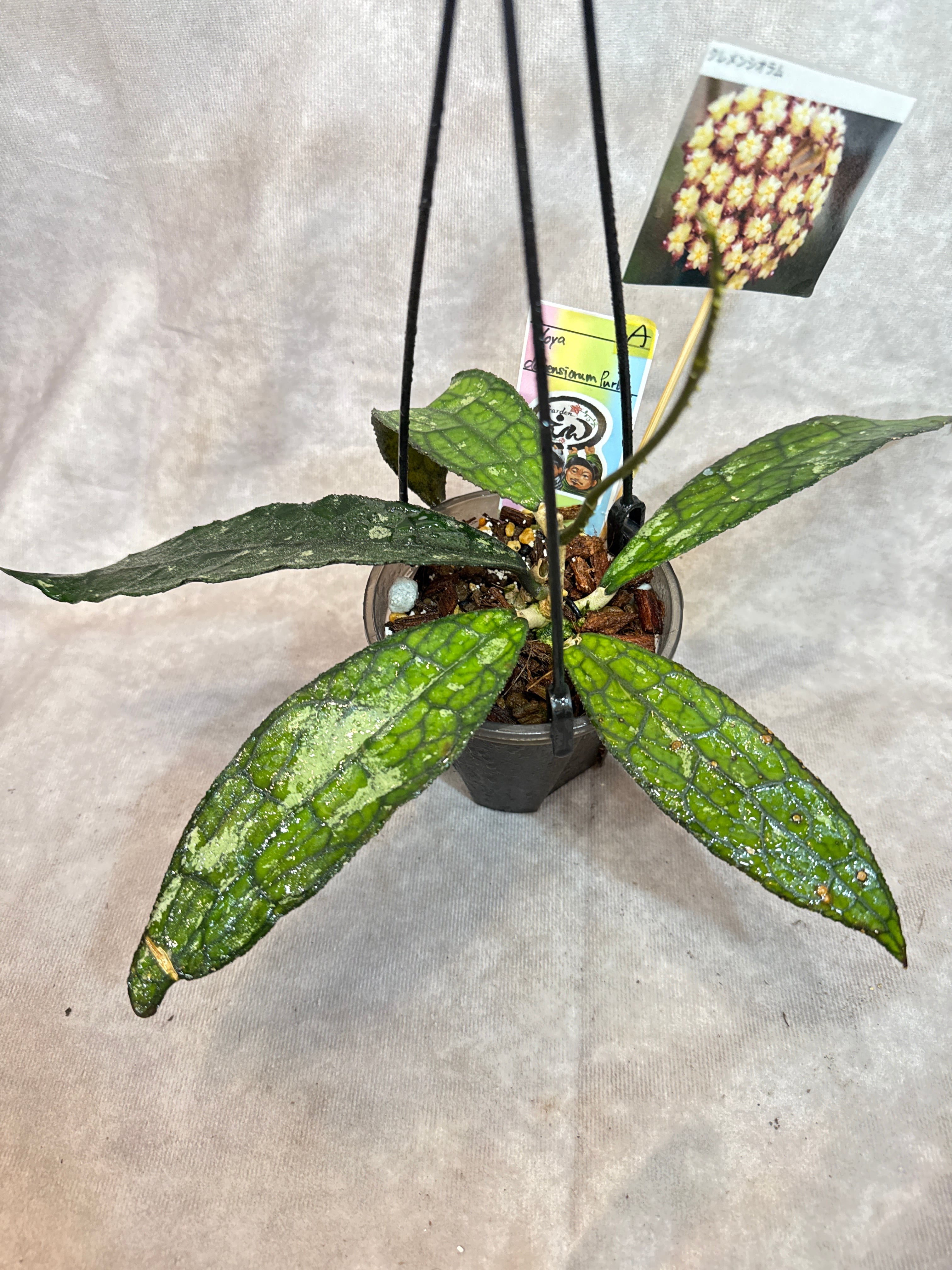 A. Hoya clemensiorum Purba / ホヤ クラメンシオラム プルバ | Garden