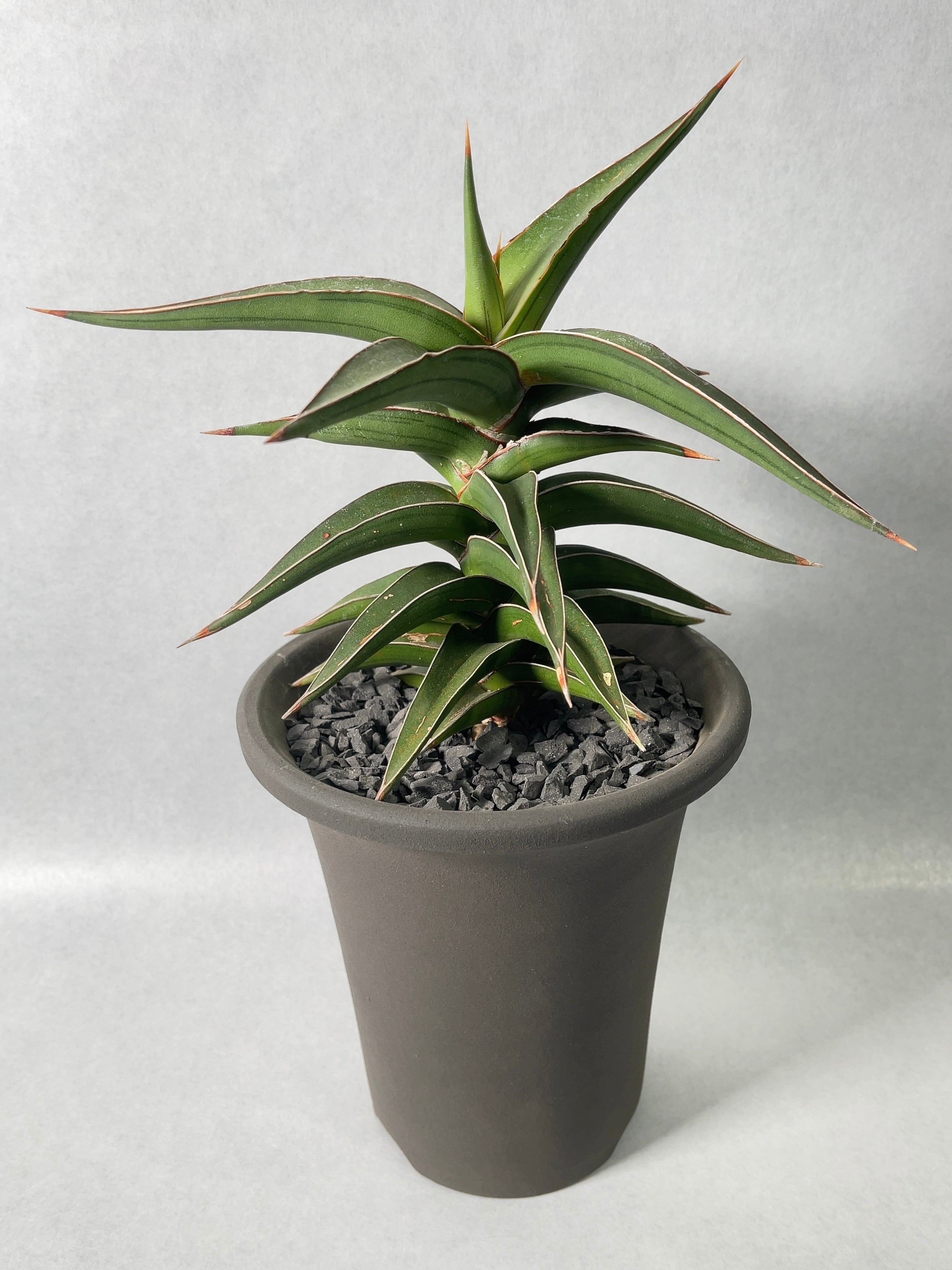 サンセベリア・lav.23251 | trigger