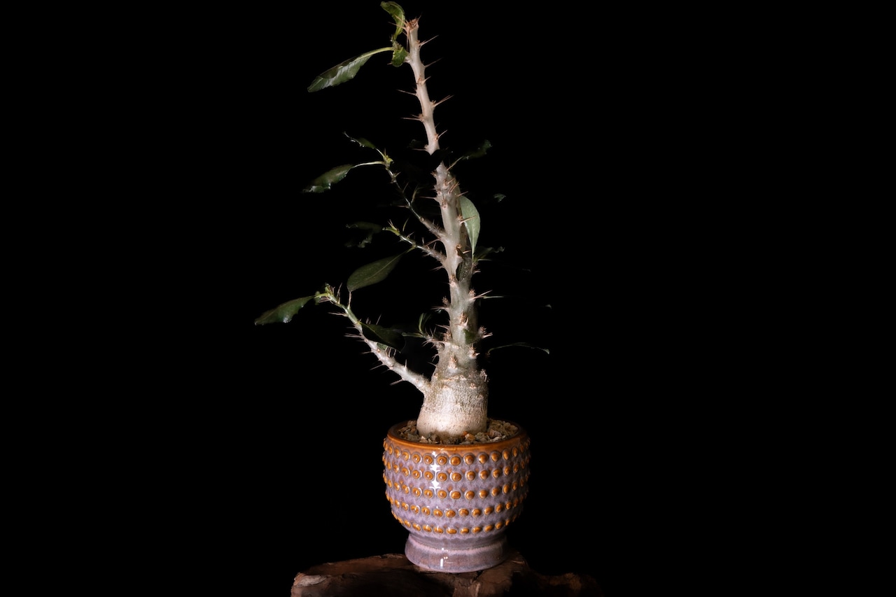 Pachypodium lealii＋EL COMMUN