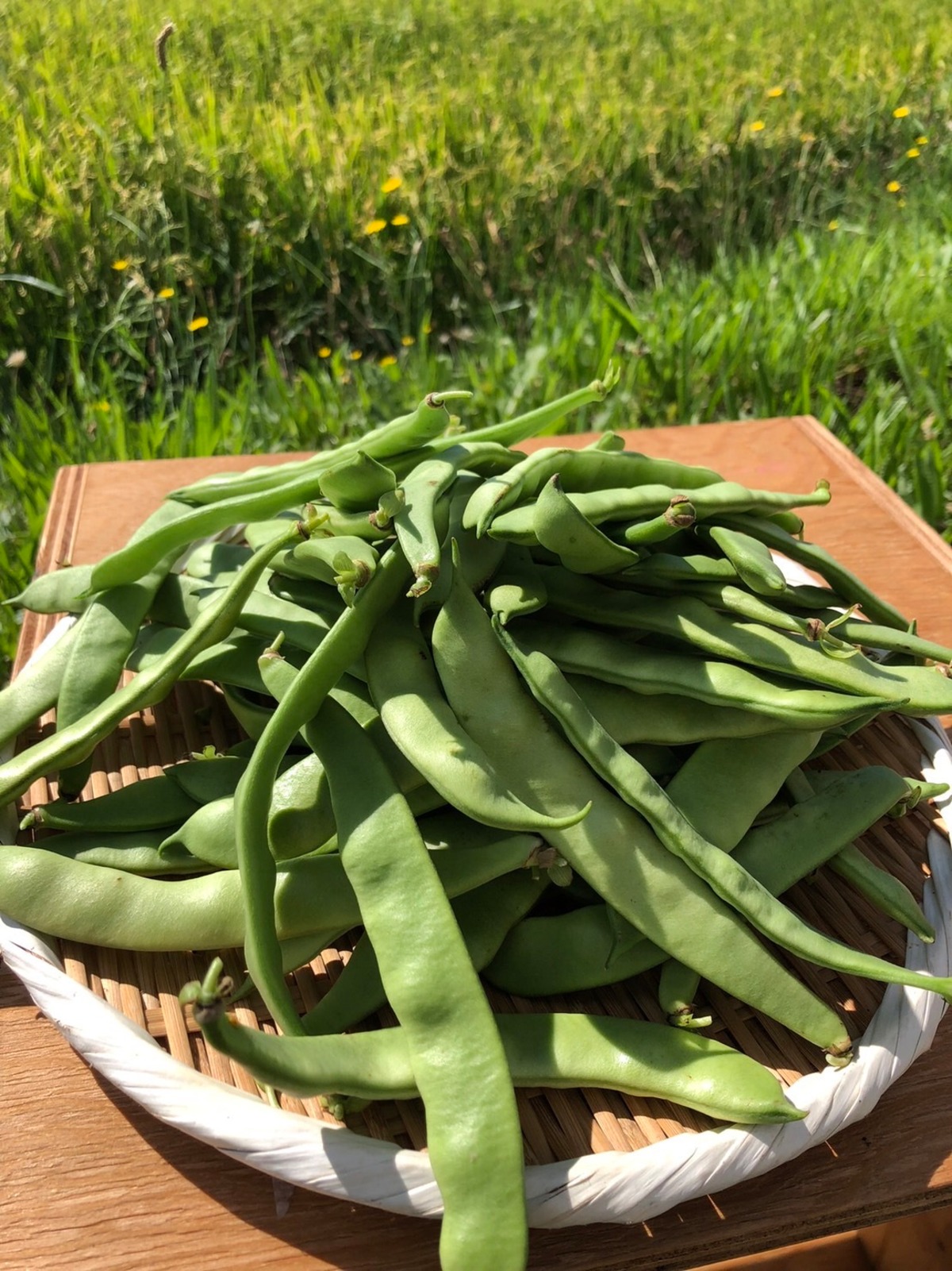 【今期ラスト！】【北海道在来種】【貝豆】止まらない！北海道産ささげ1kg※送料込【平さやいんげん】 | asantefarm