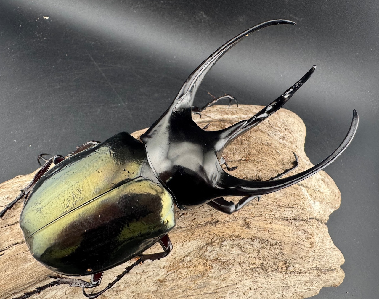 【WD】《ジャワコーカサスオオカブト 114mm A’品♂単》