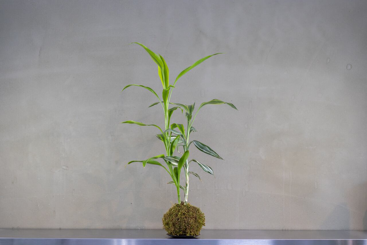 Nakayama Plants】Scindapsus bakudapati from Indonesia