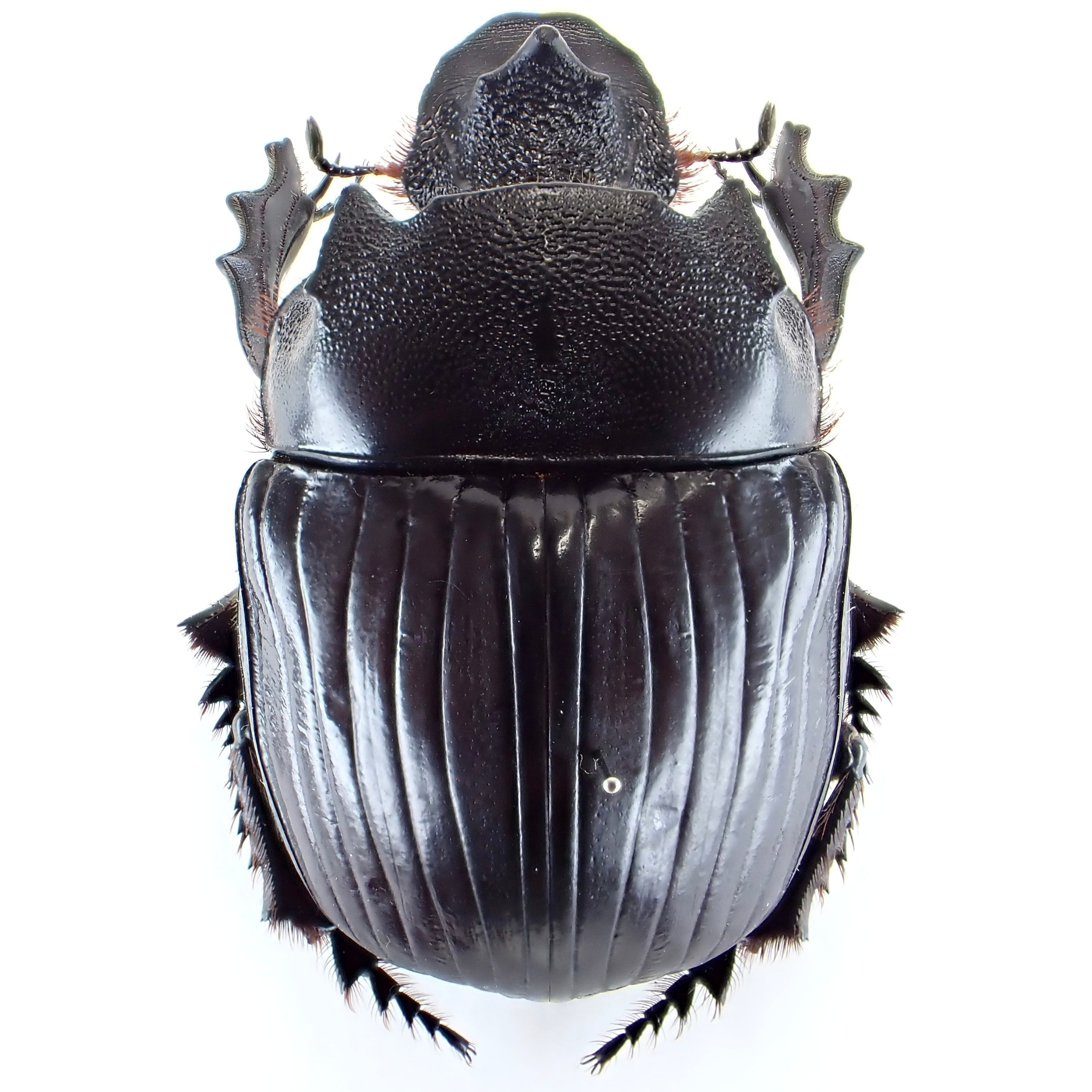 タンザニア産 Heliocopris colossus ♂ 59mm | 昆虫標本 Diggers & Rollers