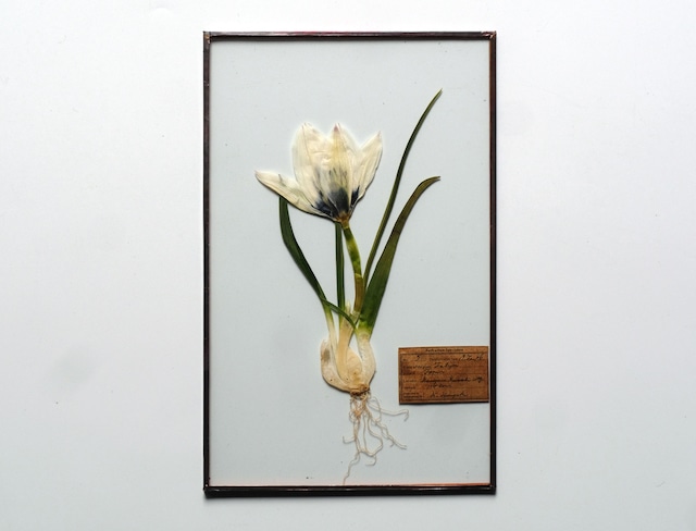 [ガラス・球根Fair] チューリップ フミリス アルバ コエルレアオクラータのガラス標本 15