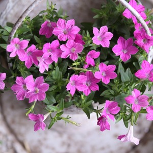 mondimanche ペチュニア　栄養系　Rin りん　華やかピンク｜小さなお花　暑さ、雨に強く寄せ植えにオススメ