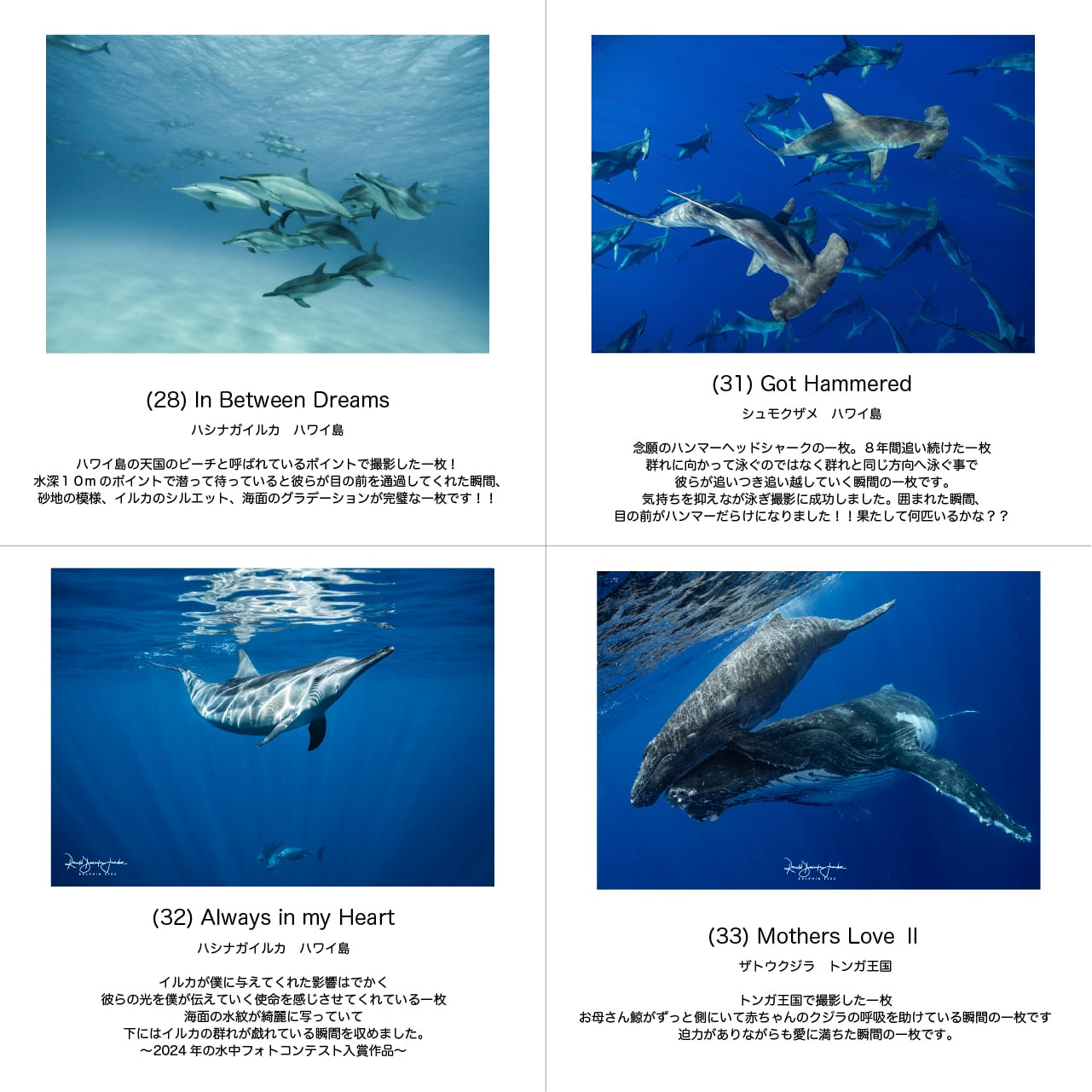 イルカメページ DOLPHIN EYES 写真パネル A2サイズ相当 イルカ・クジラ・ウミガメ
