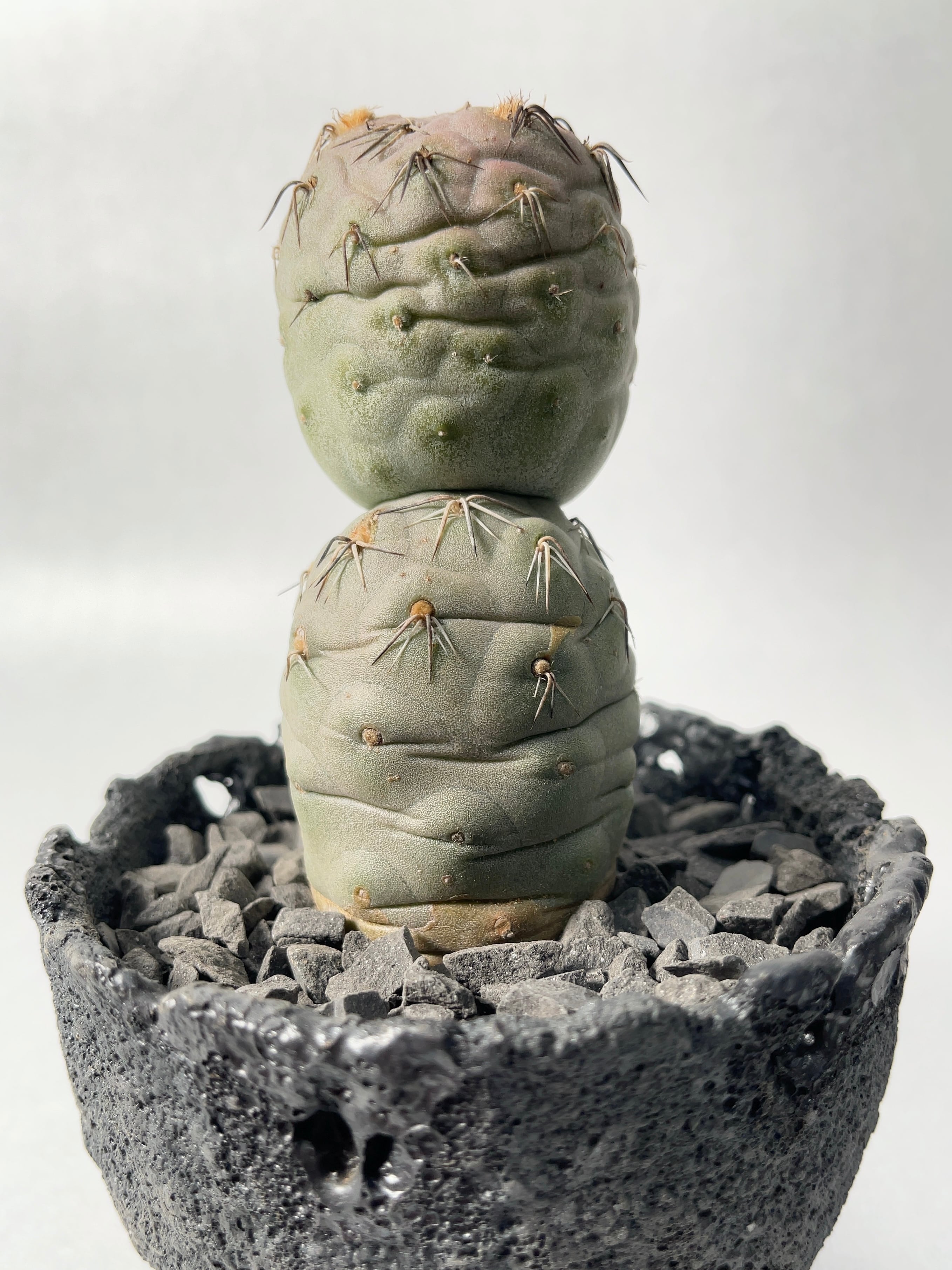 テフロカクタス・ゲオメトリクス | trigger