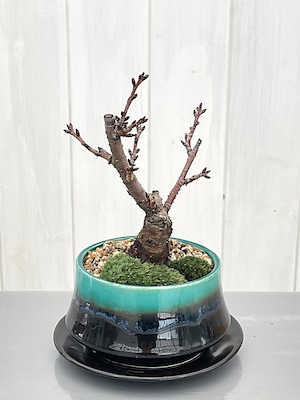 旭山桜　円型和鉢植え 翡翠