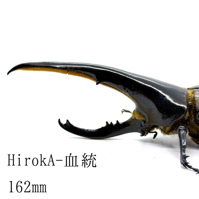 162㎜  / 成虫 / オス / ヘラクレスオオカブト