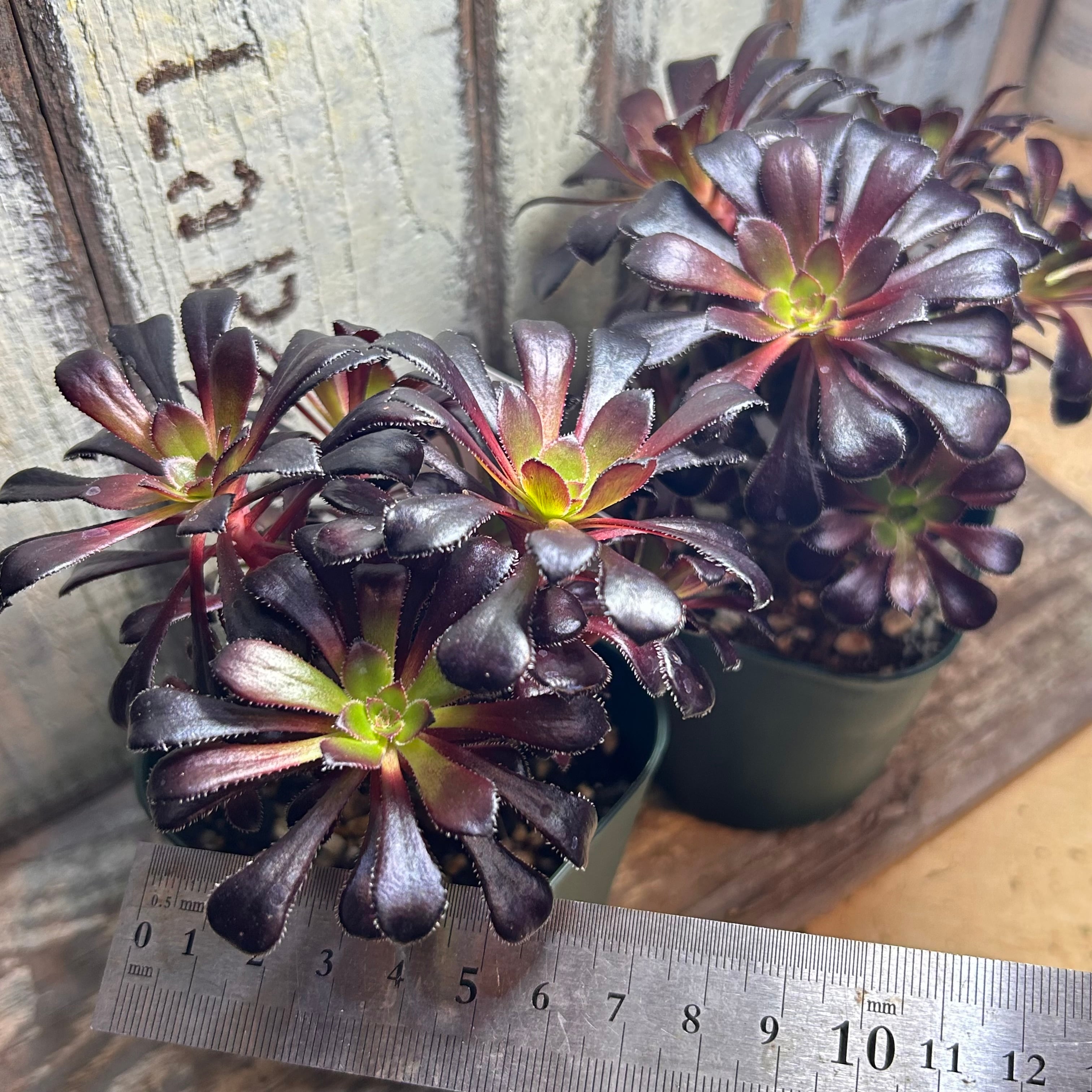 黒法師 サンシモン アエオニウム | RuPo 多肉植物専門店