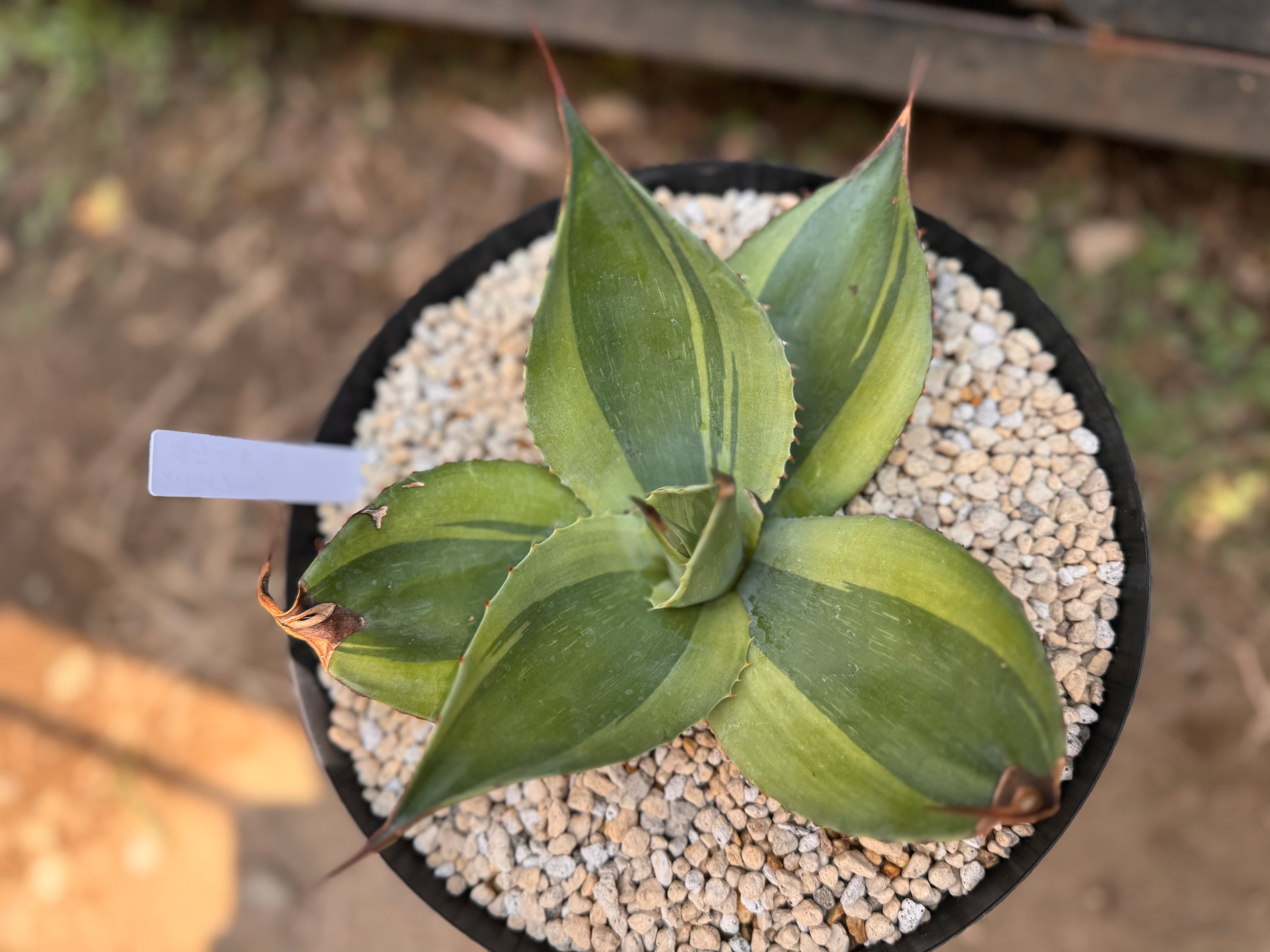 オバティフォリア キラー アガベ オバティフォリア キラー | hanayoshi-botanical