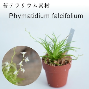 フィマティディウム ファルシフォリウム Phymatidium falcifolium【着生系ラン科植物・着生向け】苔テラリウム作製用素材